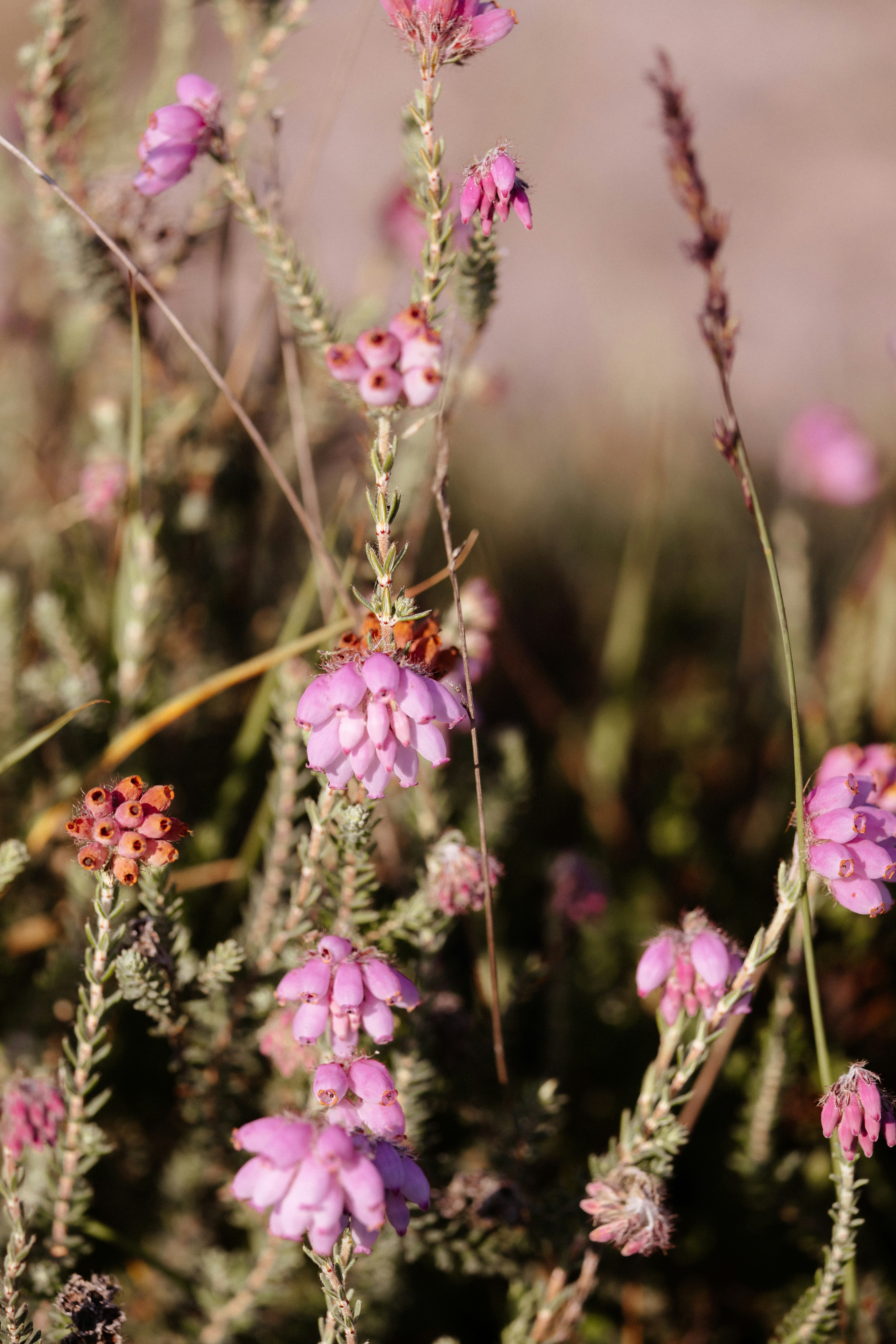 Photo by anniespratt