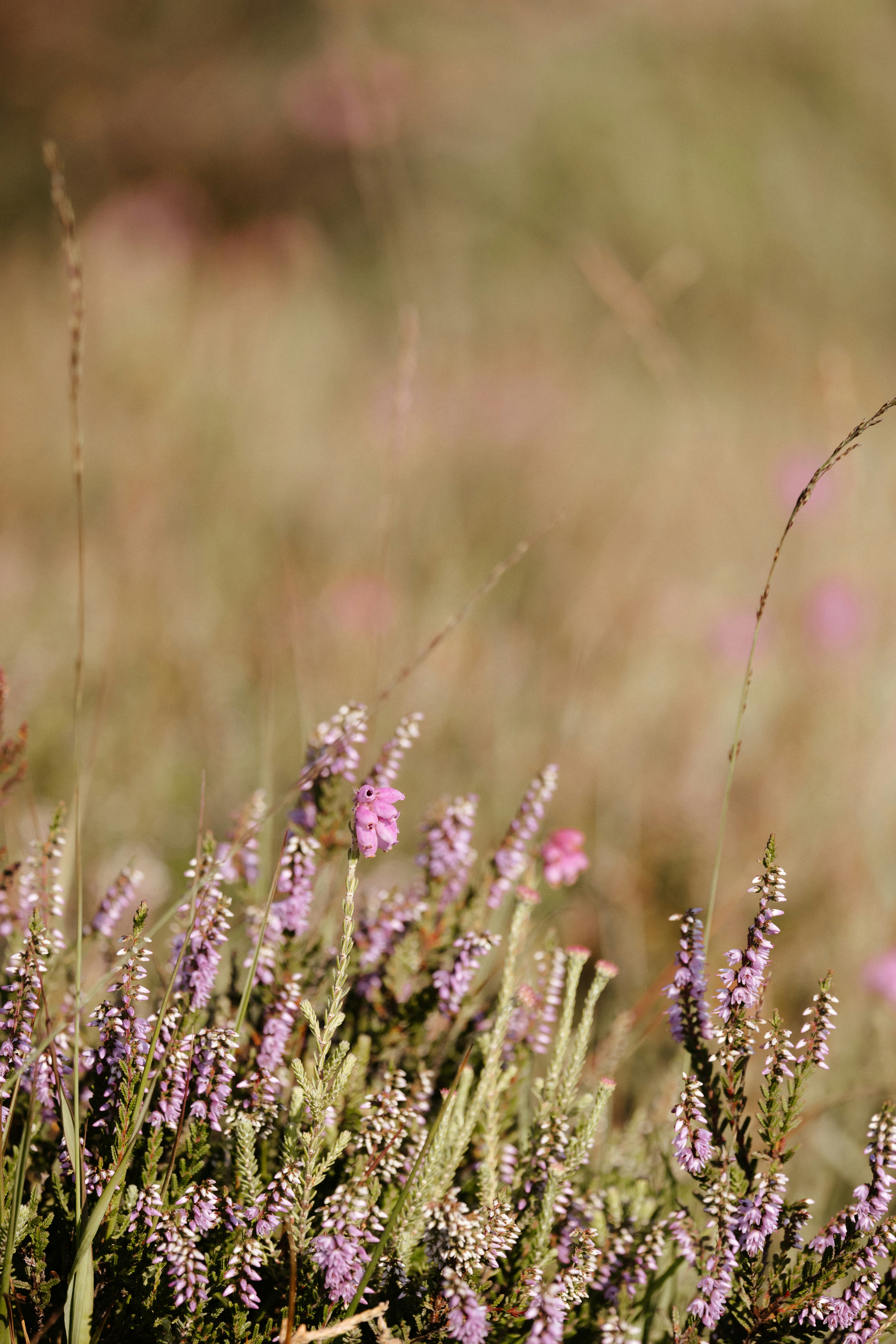 Photo by anniespratt