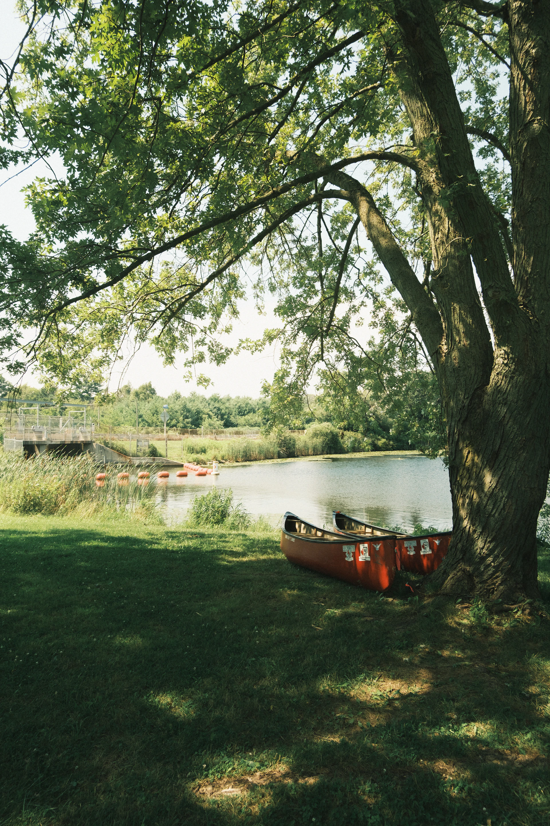 A canoe tied to a tree in a grassy area