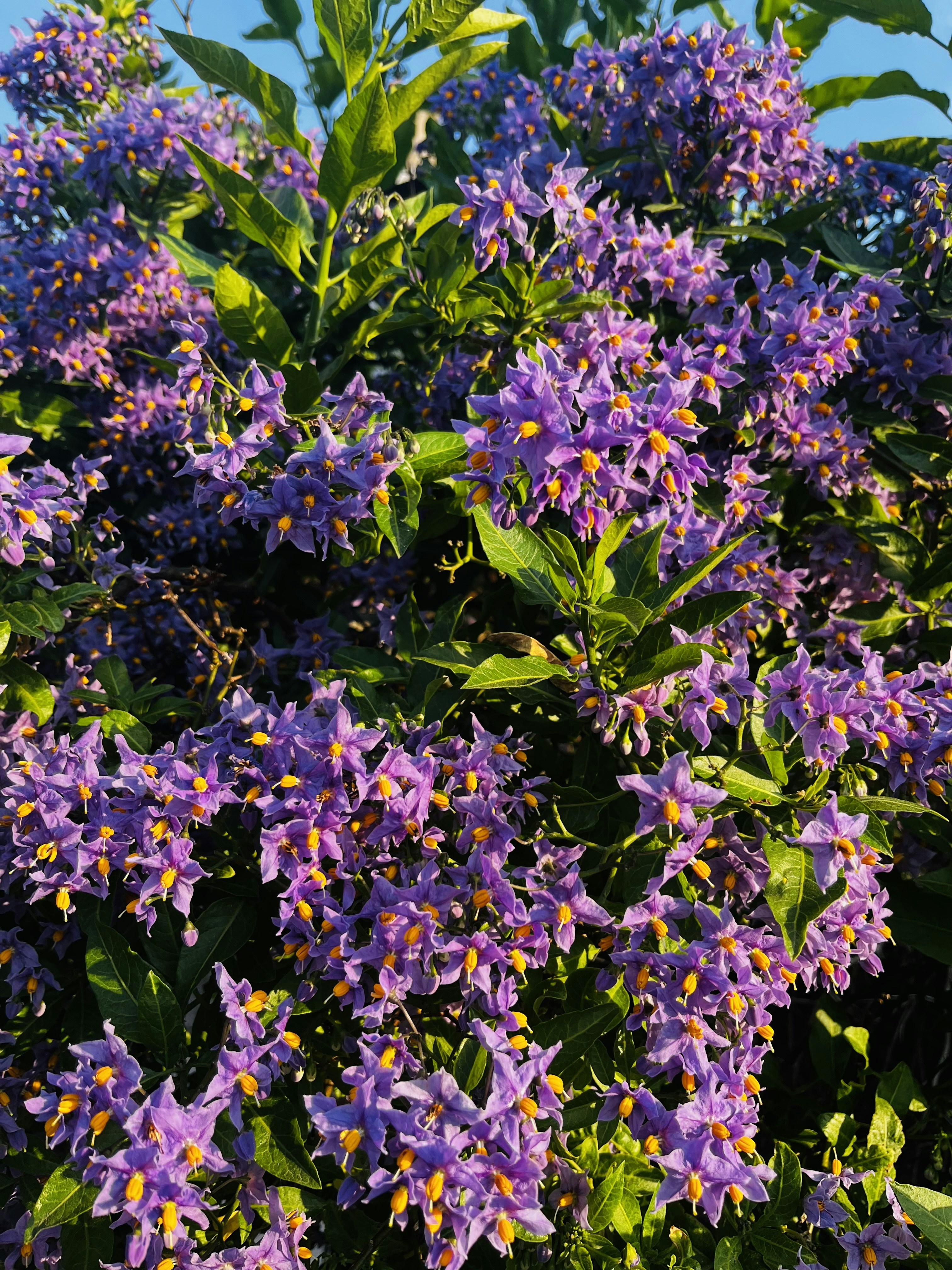 A bush of purple flowers with green leaves