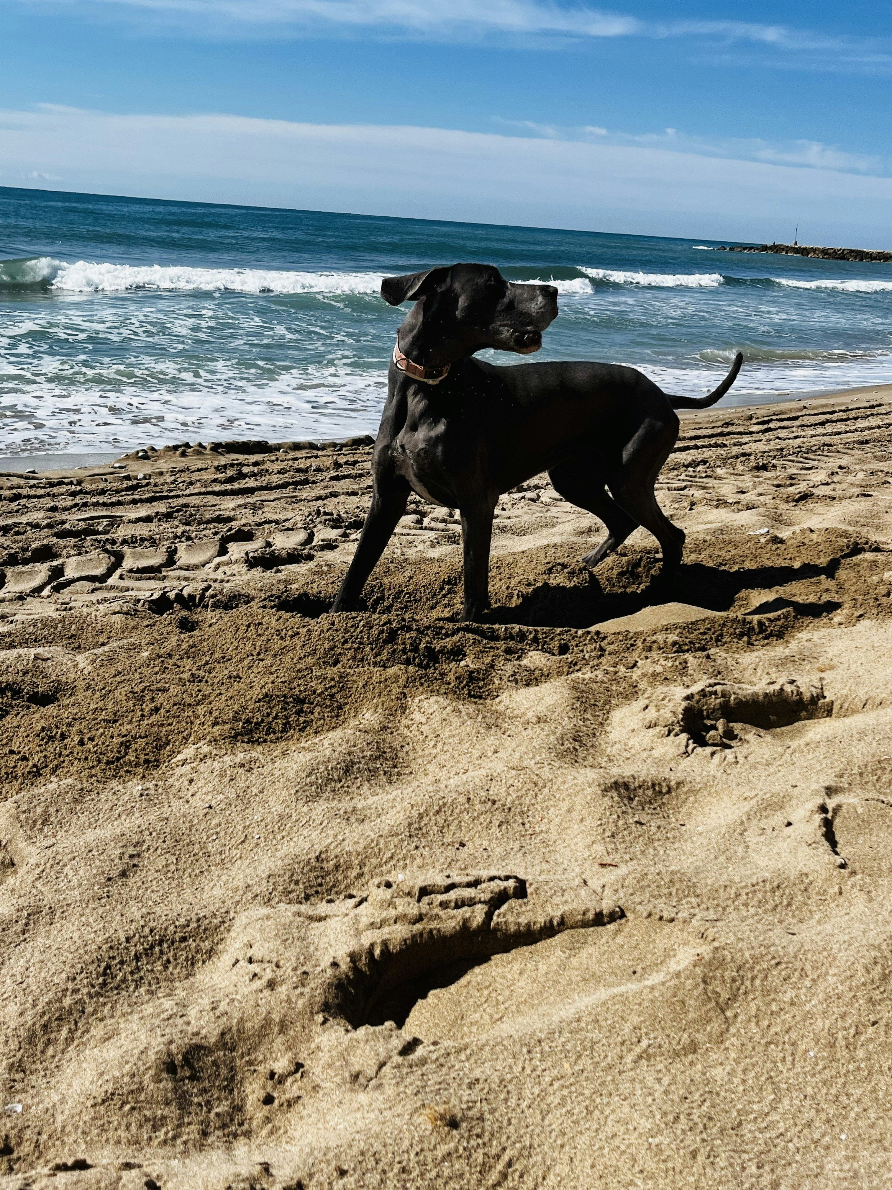 A black dog standing on top of a sandy beach