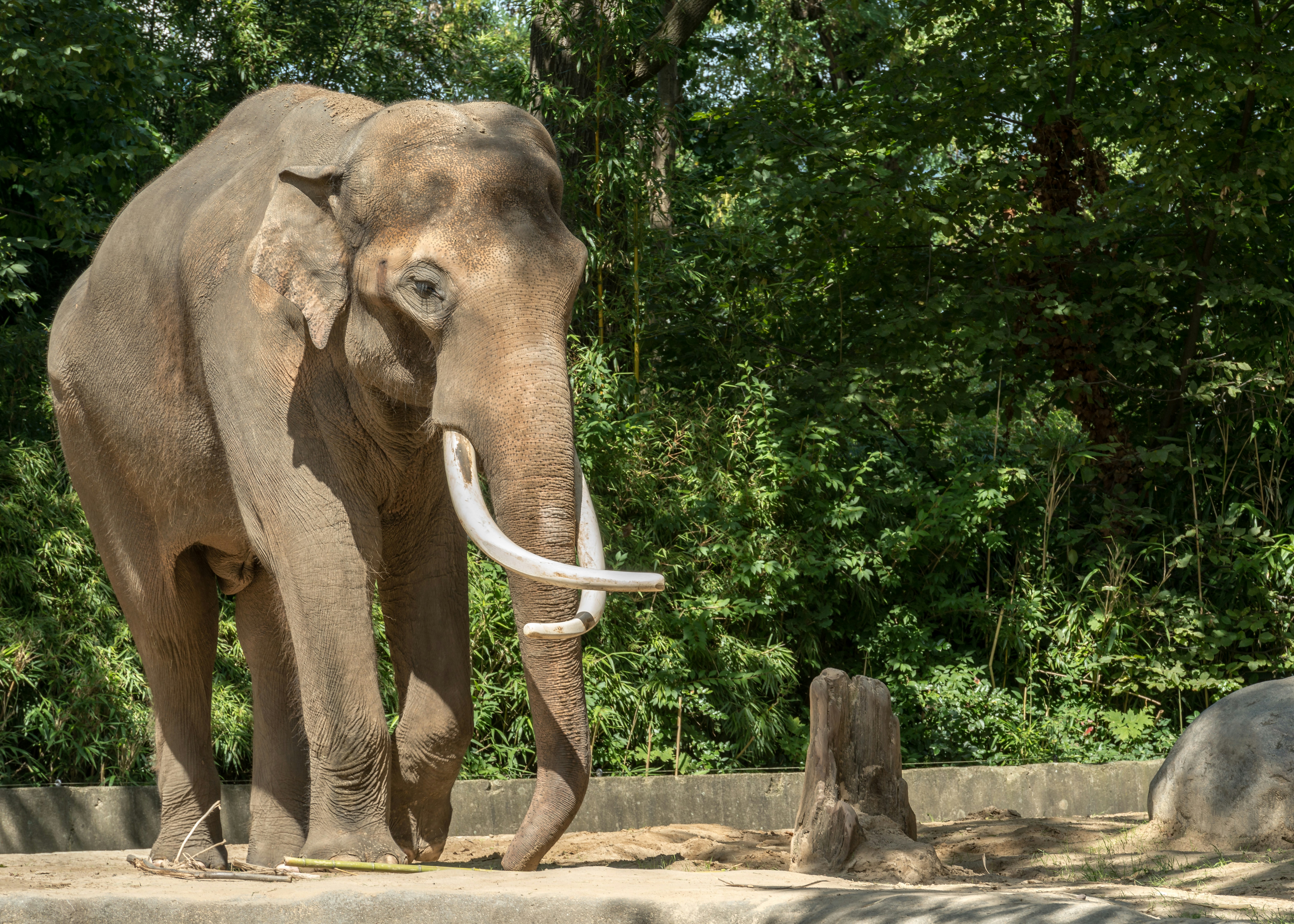 A large elephant walking across a dirt field