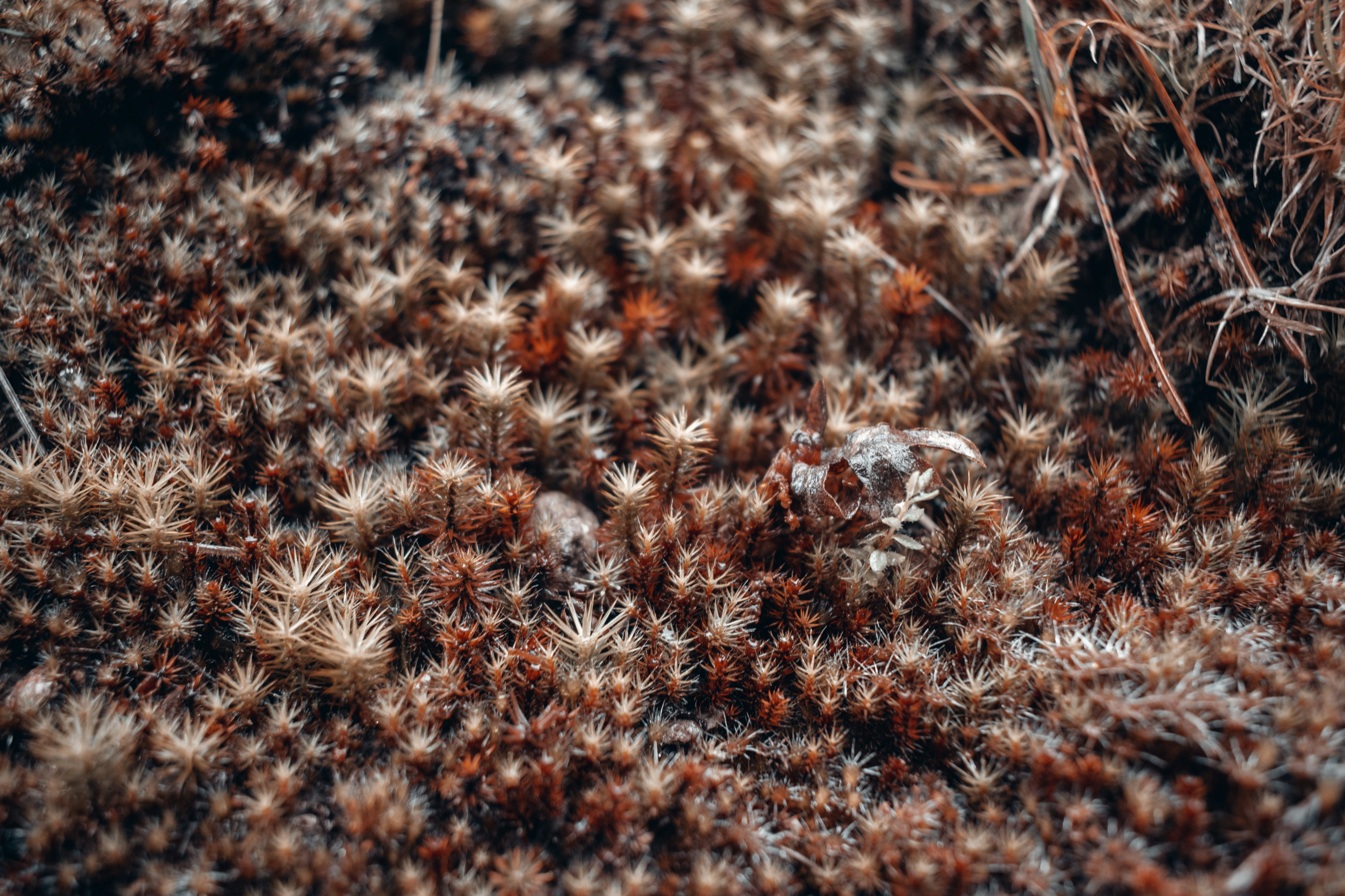 Photo by vadym_alyekseyenko