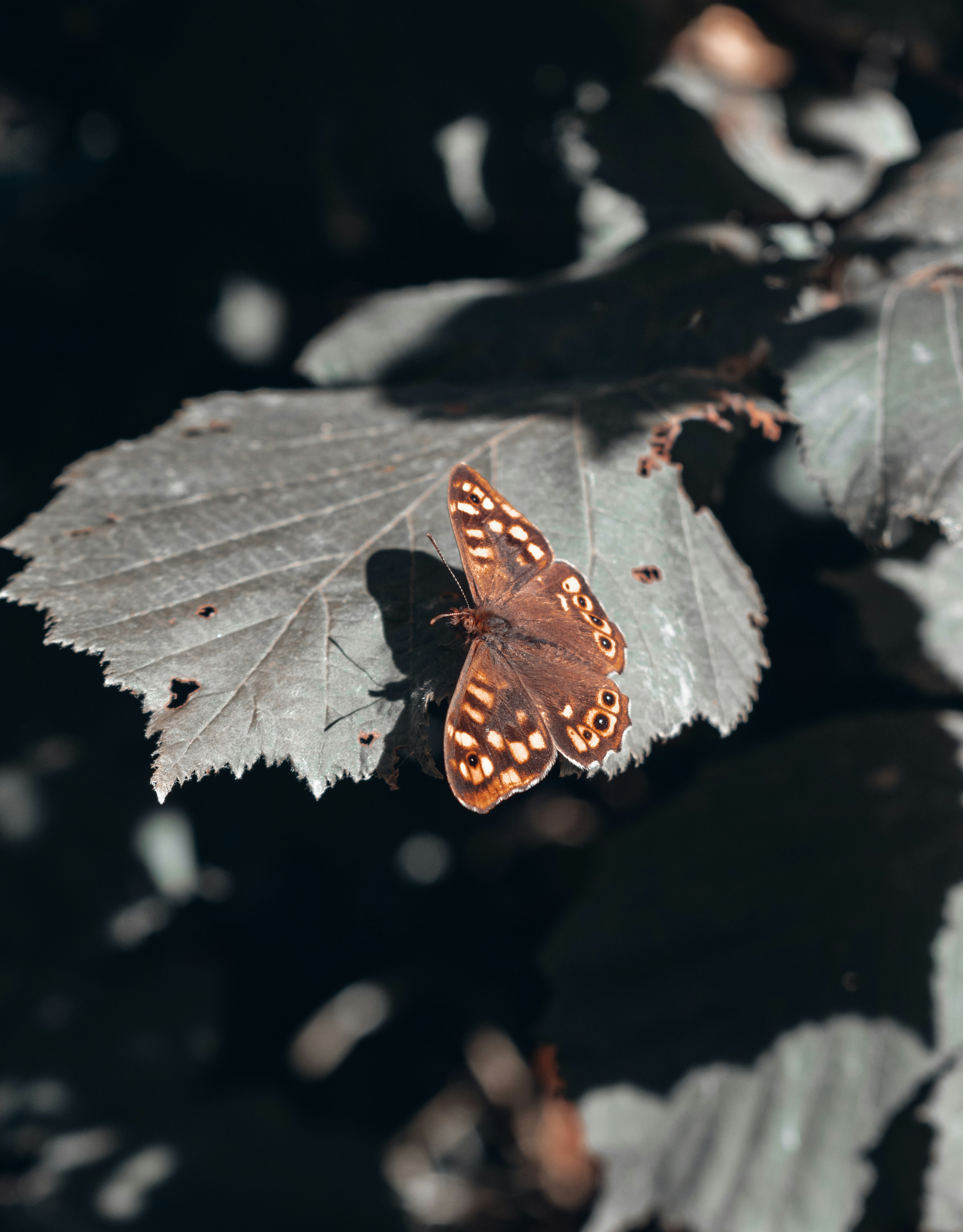Photo by vadym_alyekseyenko