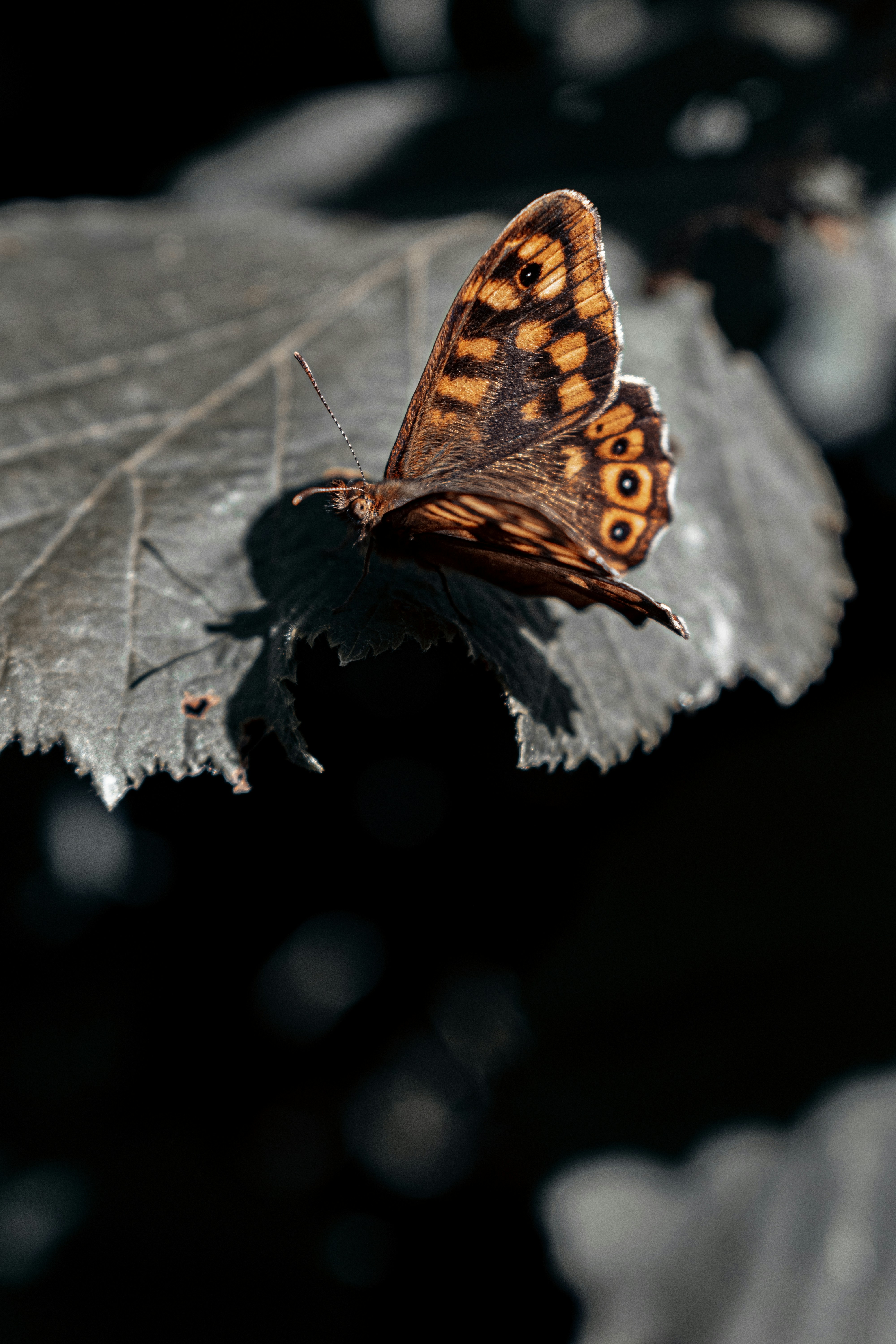 Photo by vadym_alyekseyenko