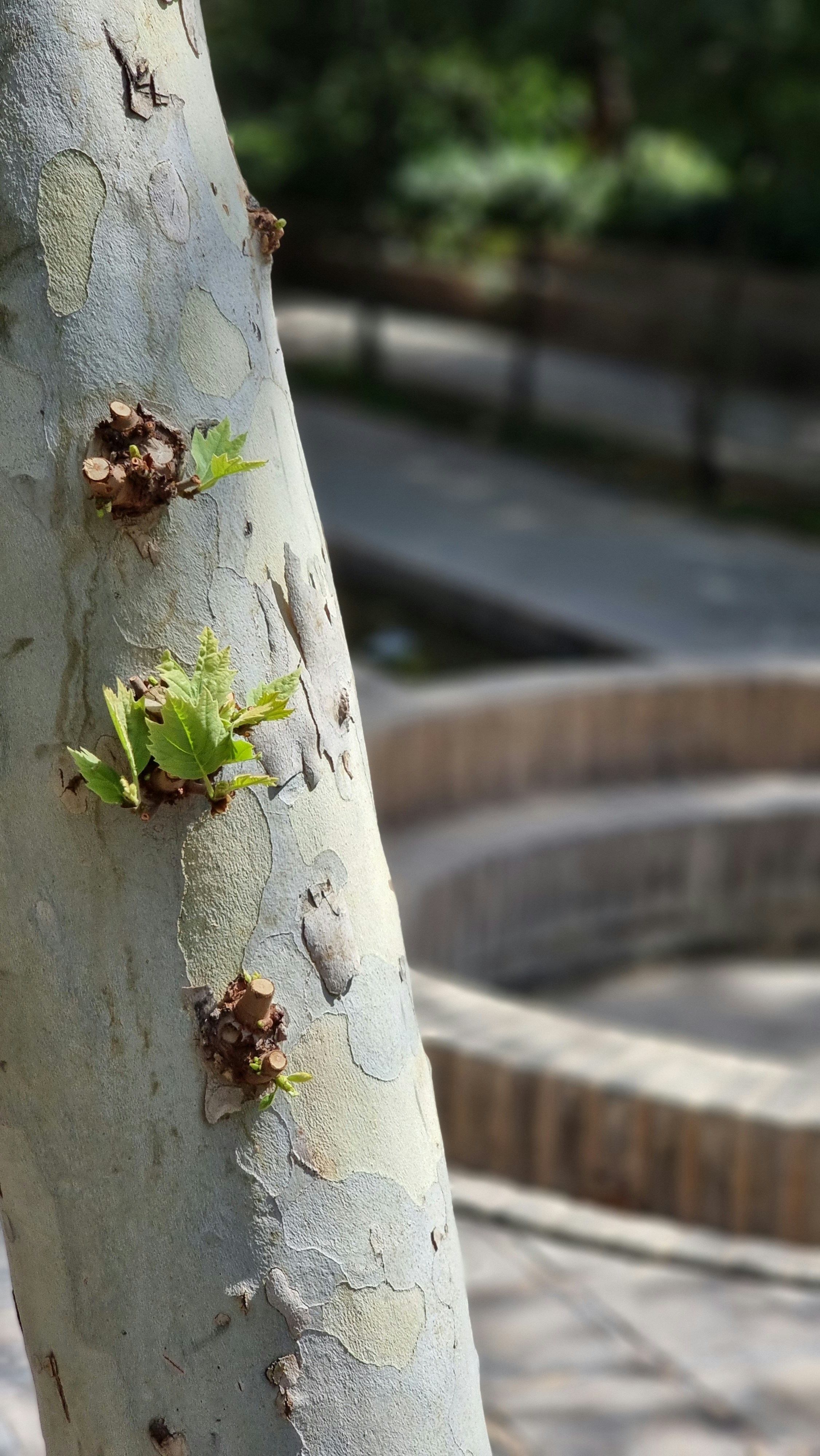 Urban Heat Islands: Turning Cities into Scale Insect Paradise (image credits: unsplash)
