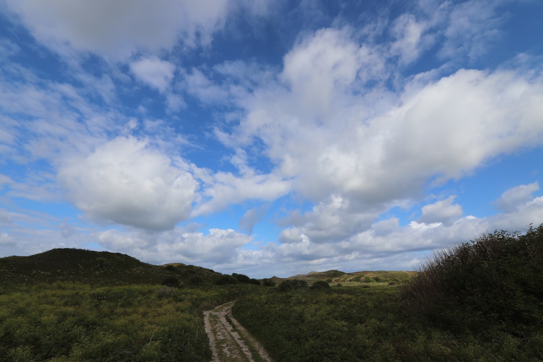 A dirt road going through a lush green field,
