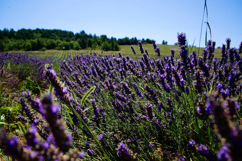 Champs de lavande