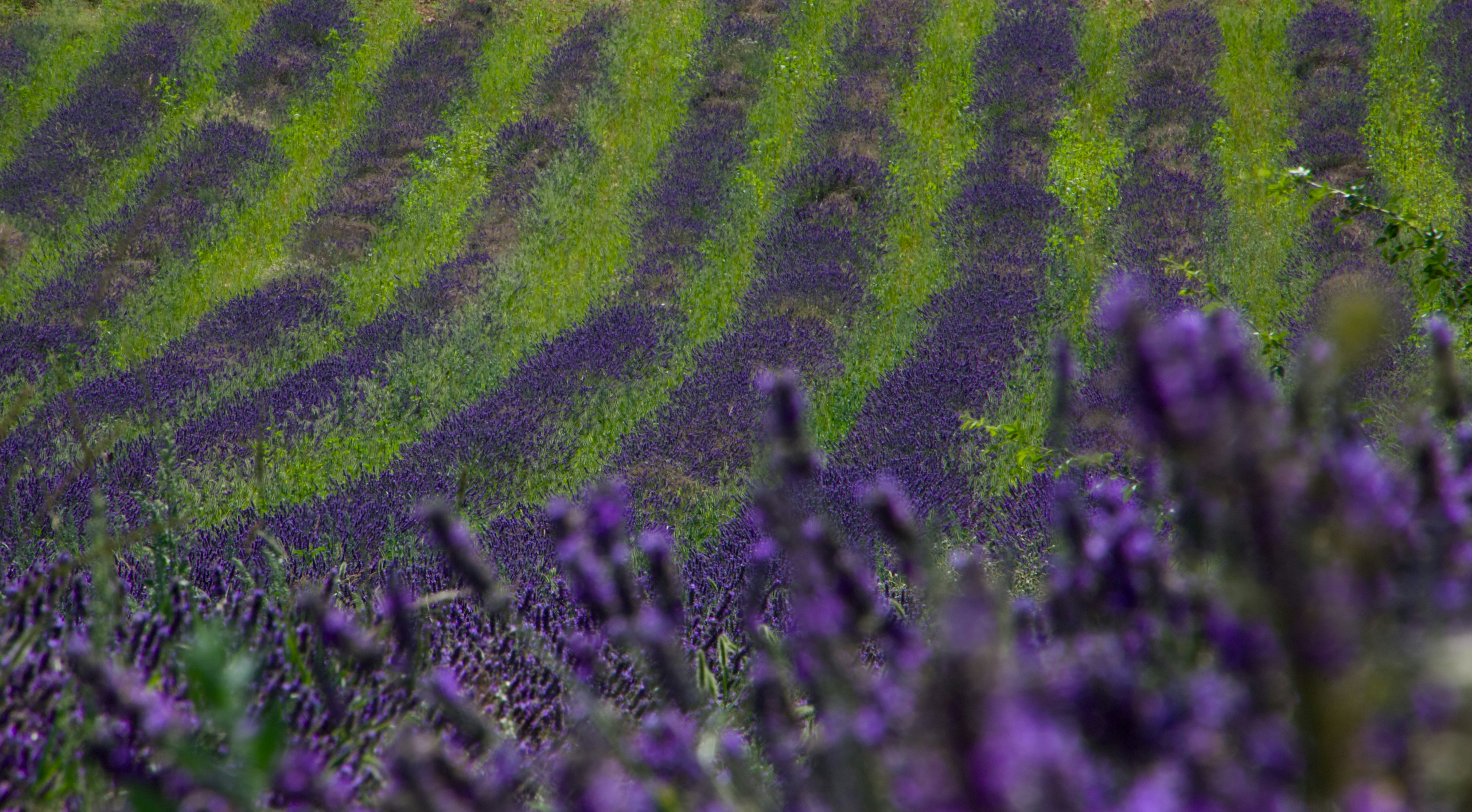 Un campo di fiori di lavanda in fiore foto – Immagine gratis di Campo su  Unsplash, image size:3000x1655