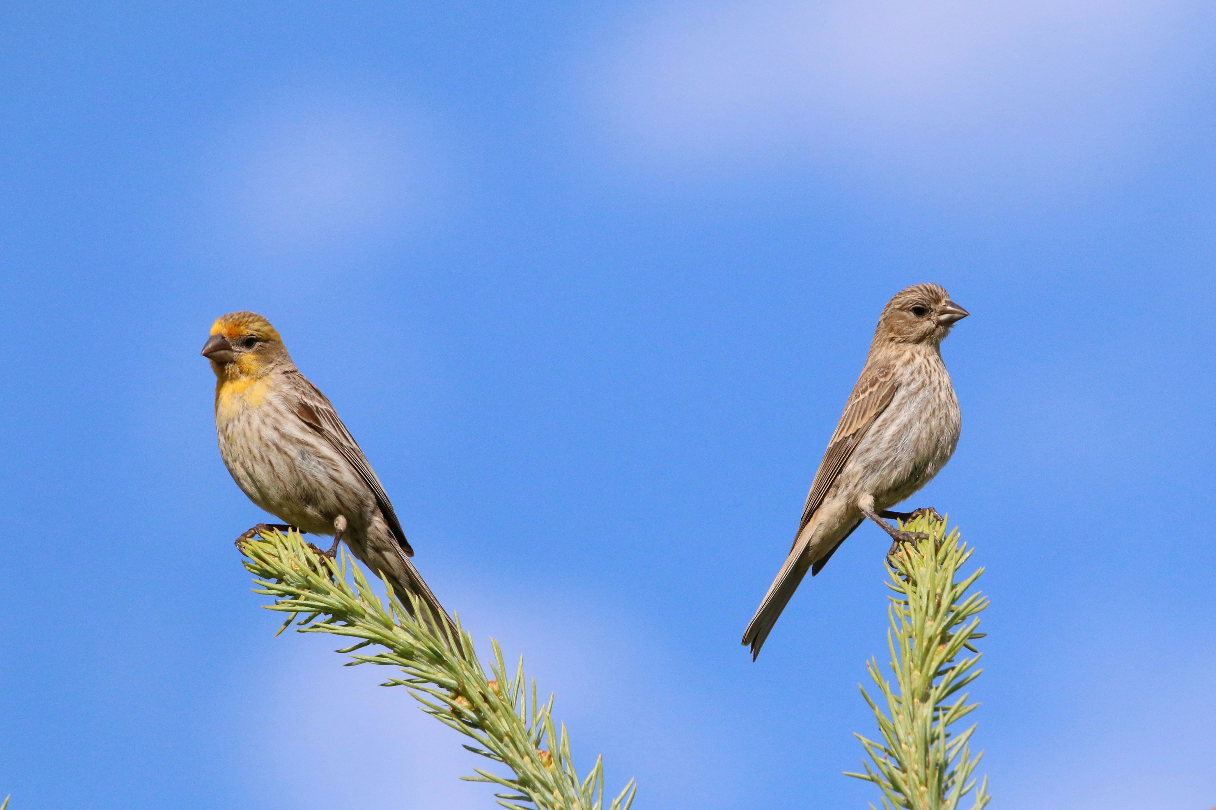 Two birds perched on top of a pine tree