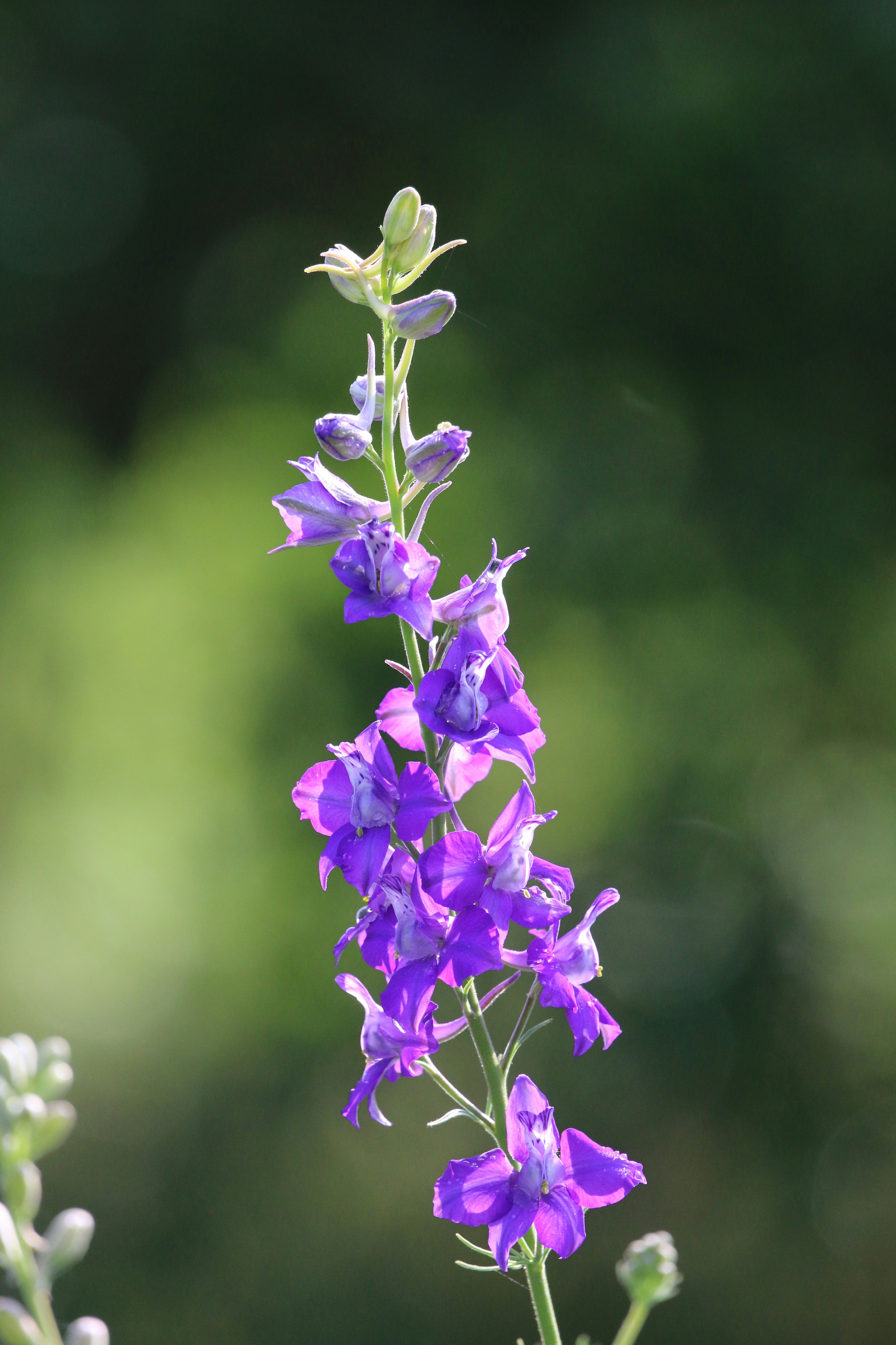 Photo by goldenplover31