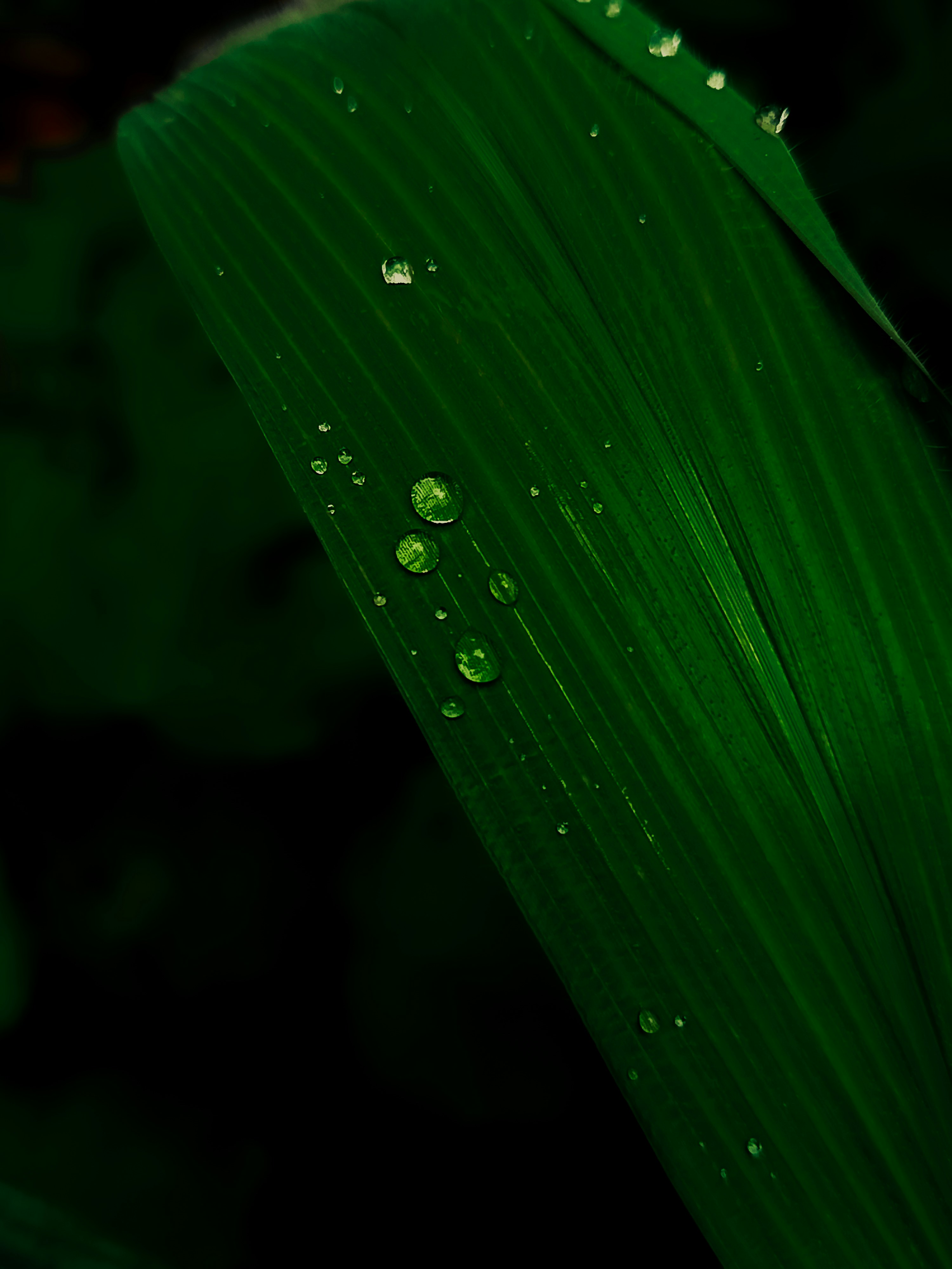 Photo by viswansreedhar