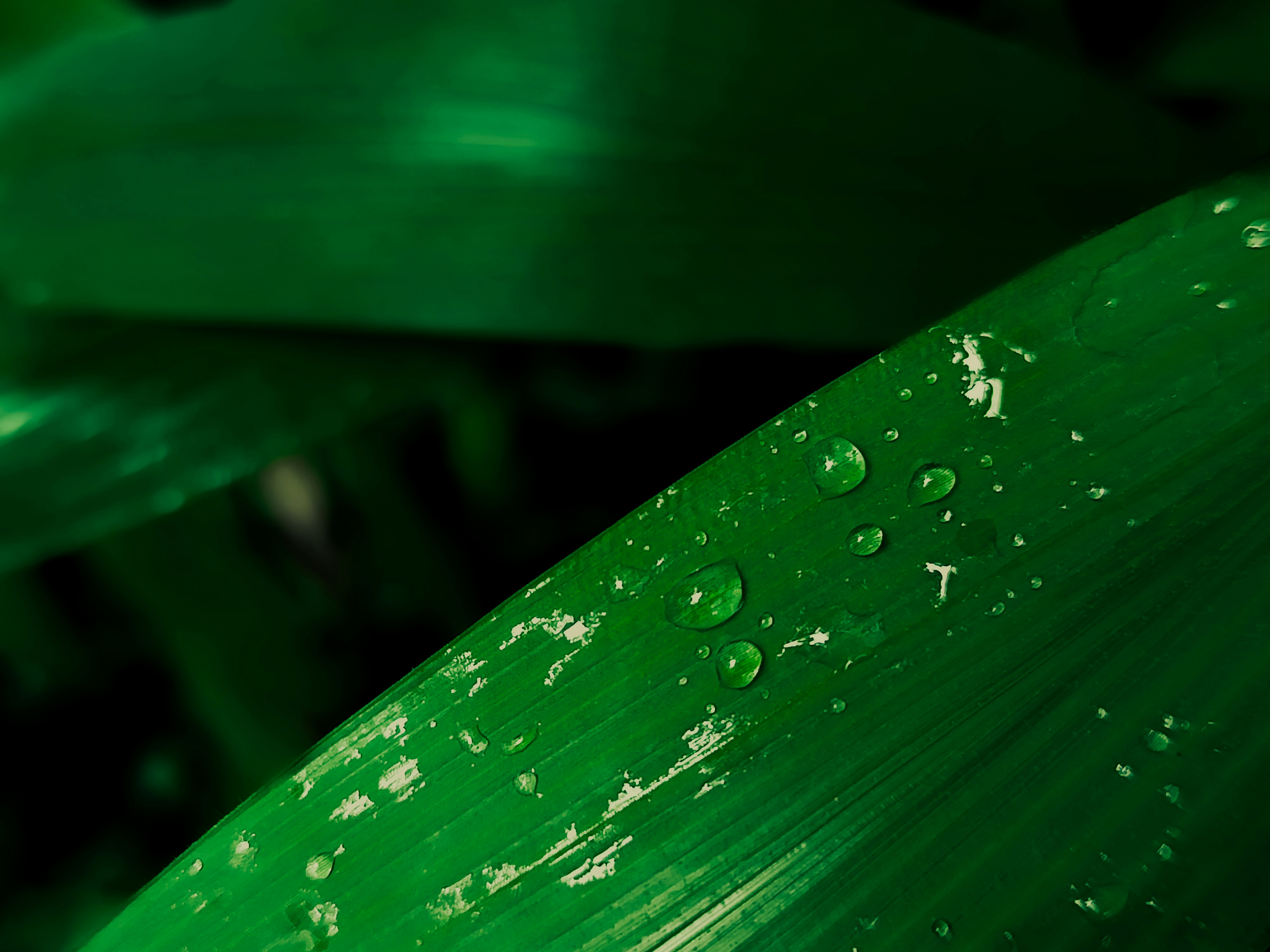 Photo by viswansreedhar