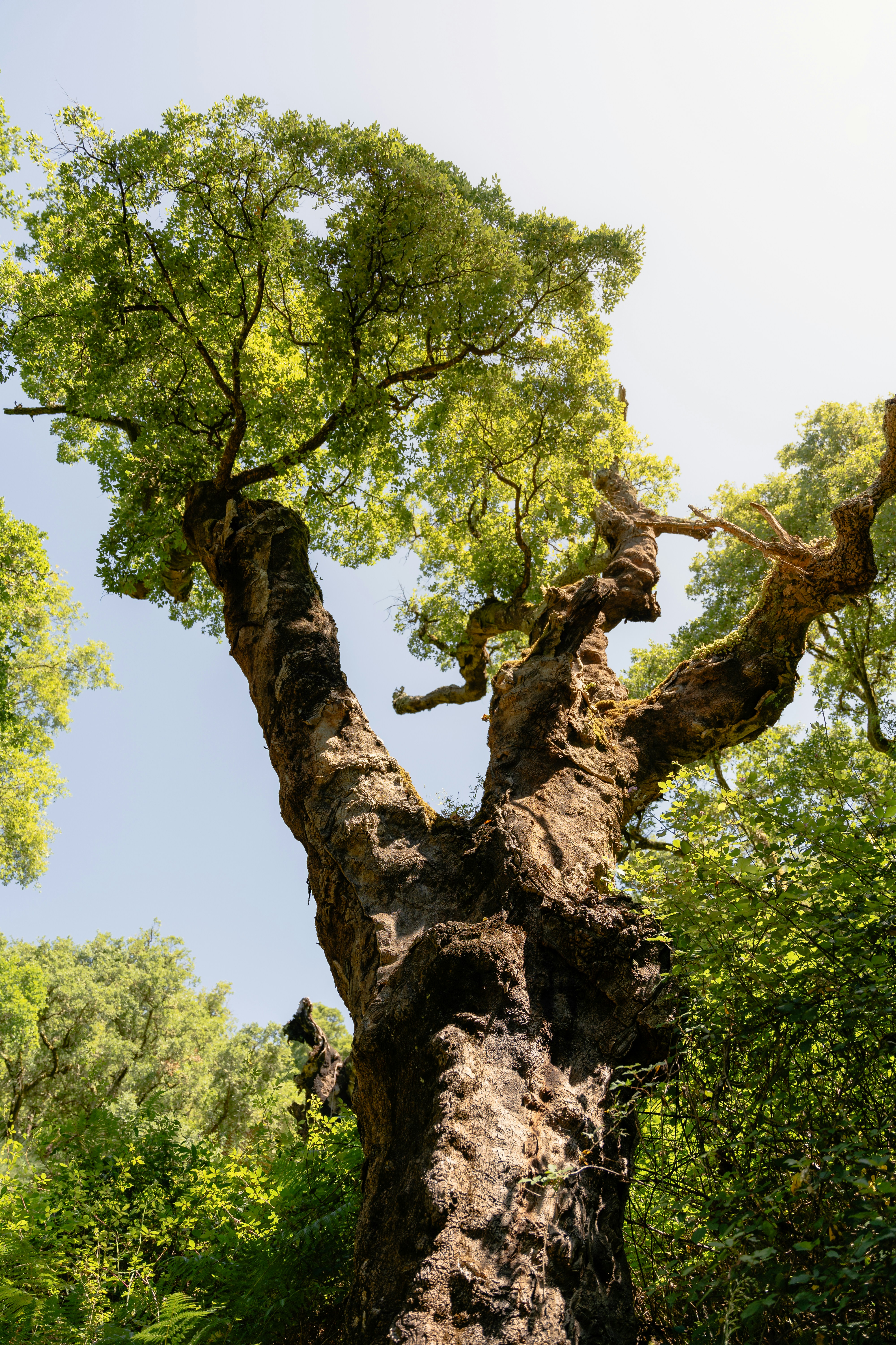 Photo by tiago_f_ferreira