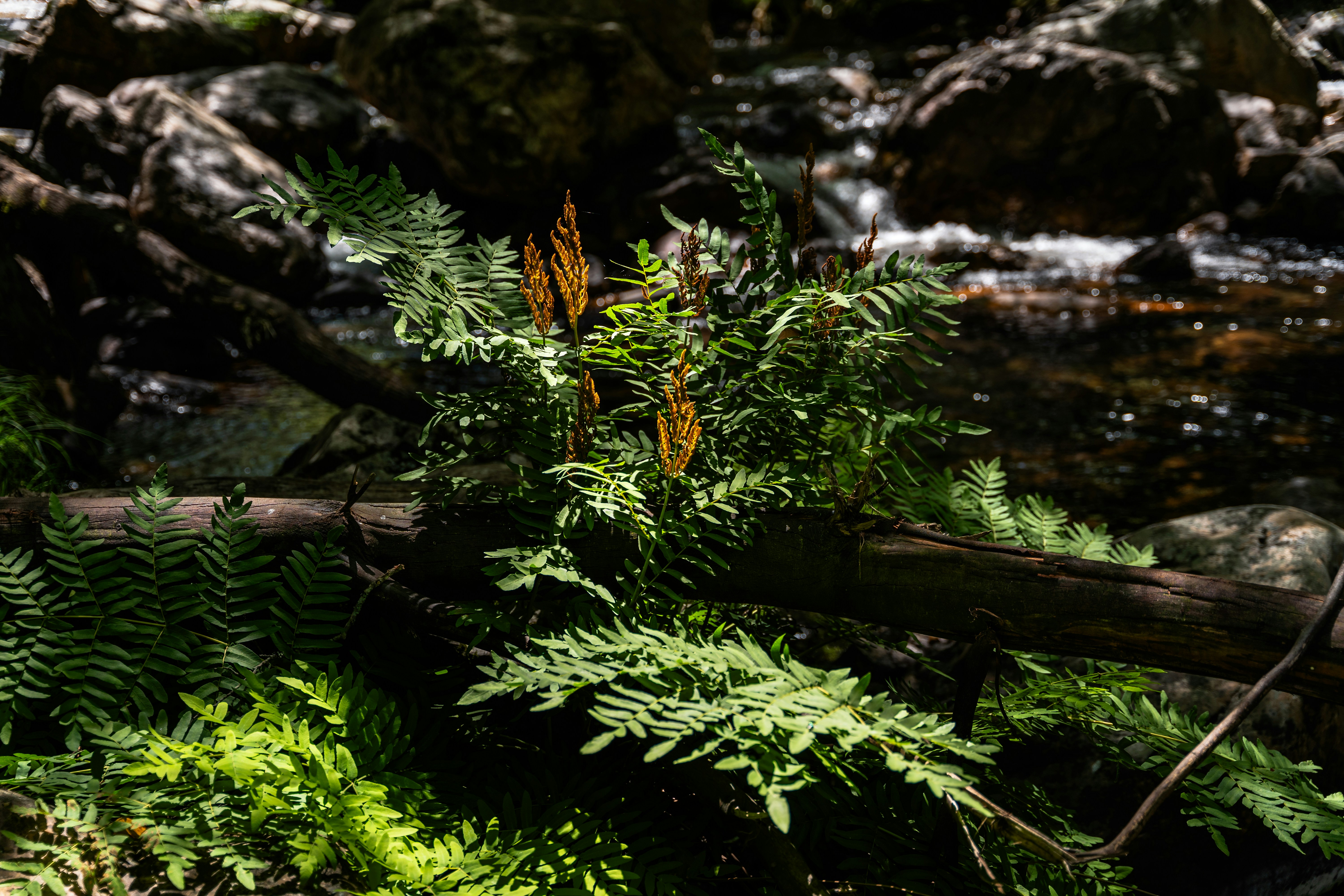 Photo by tiago_f_ferreira