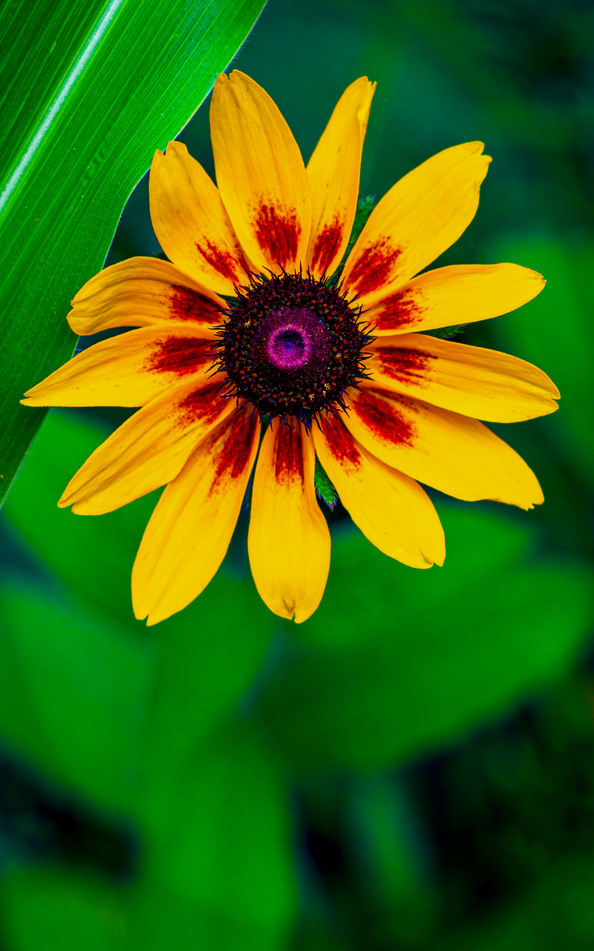 A yellow and red flower with green leaves