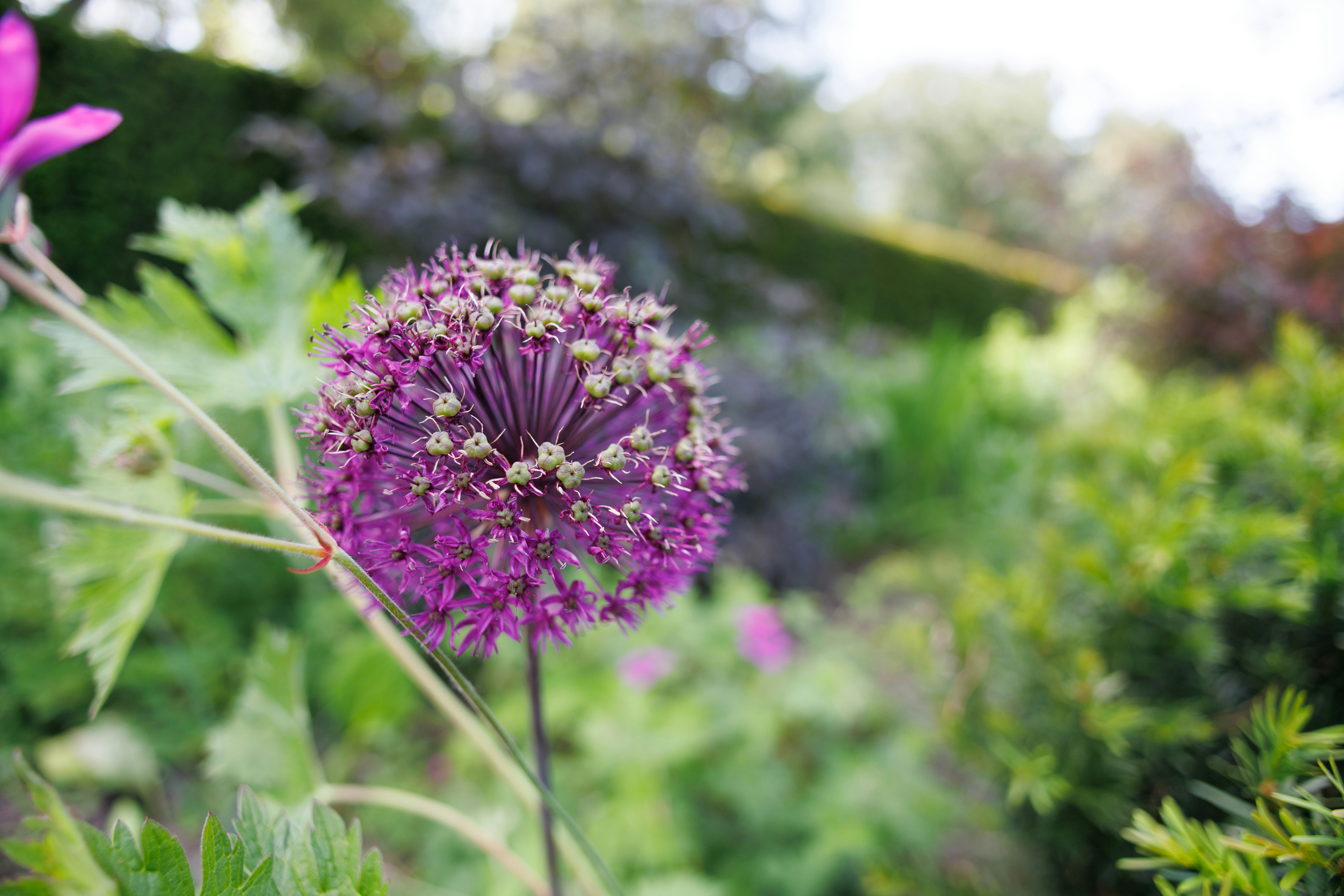 A close up of a purple flower in a garden