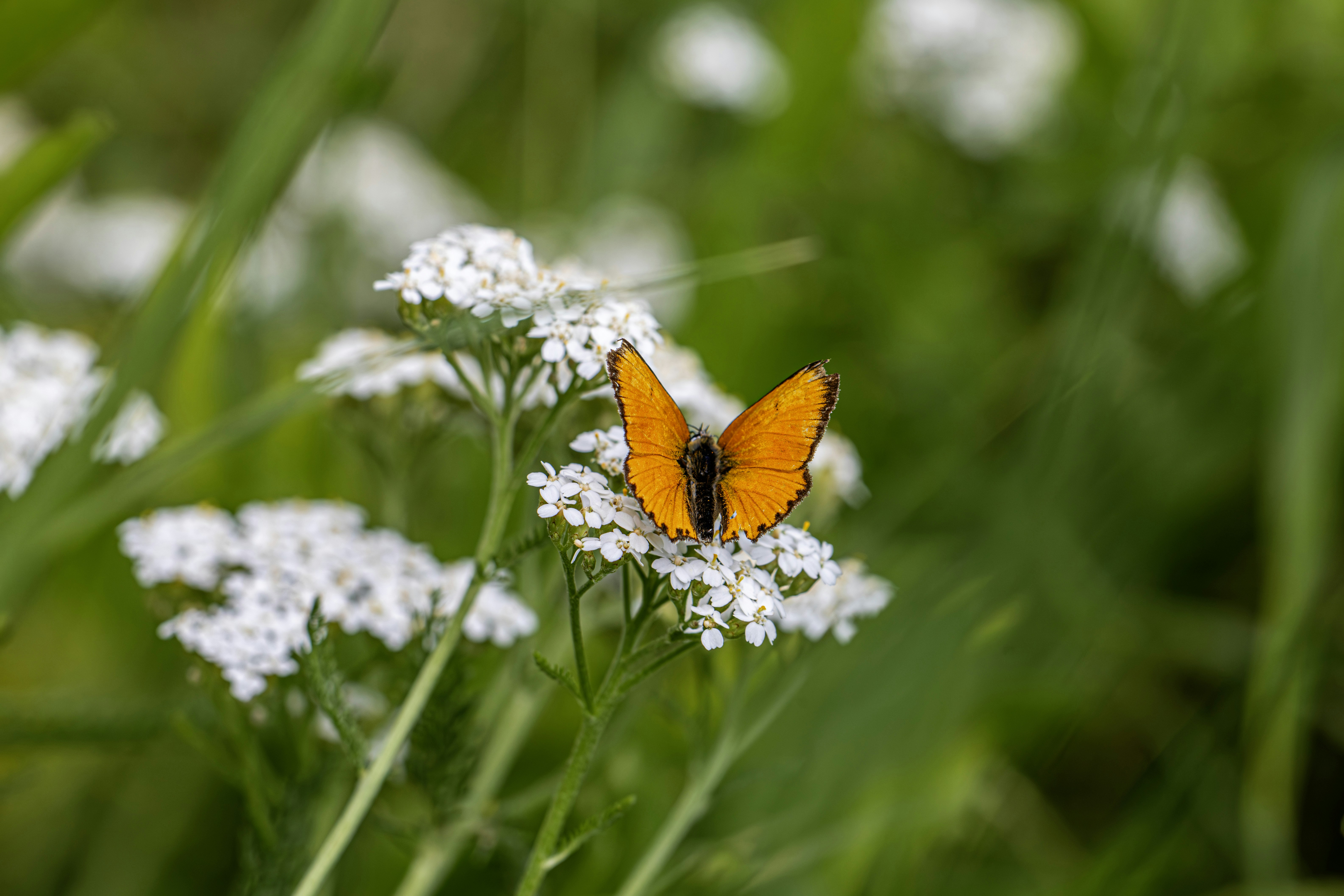 Photo by erik_karits