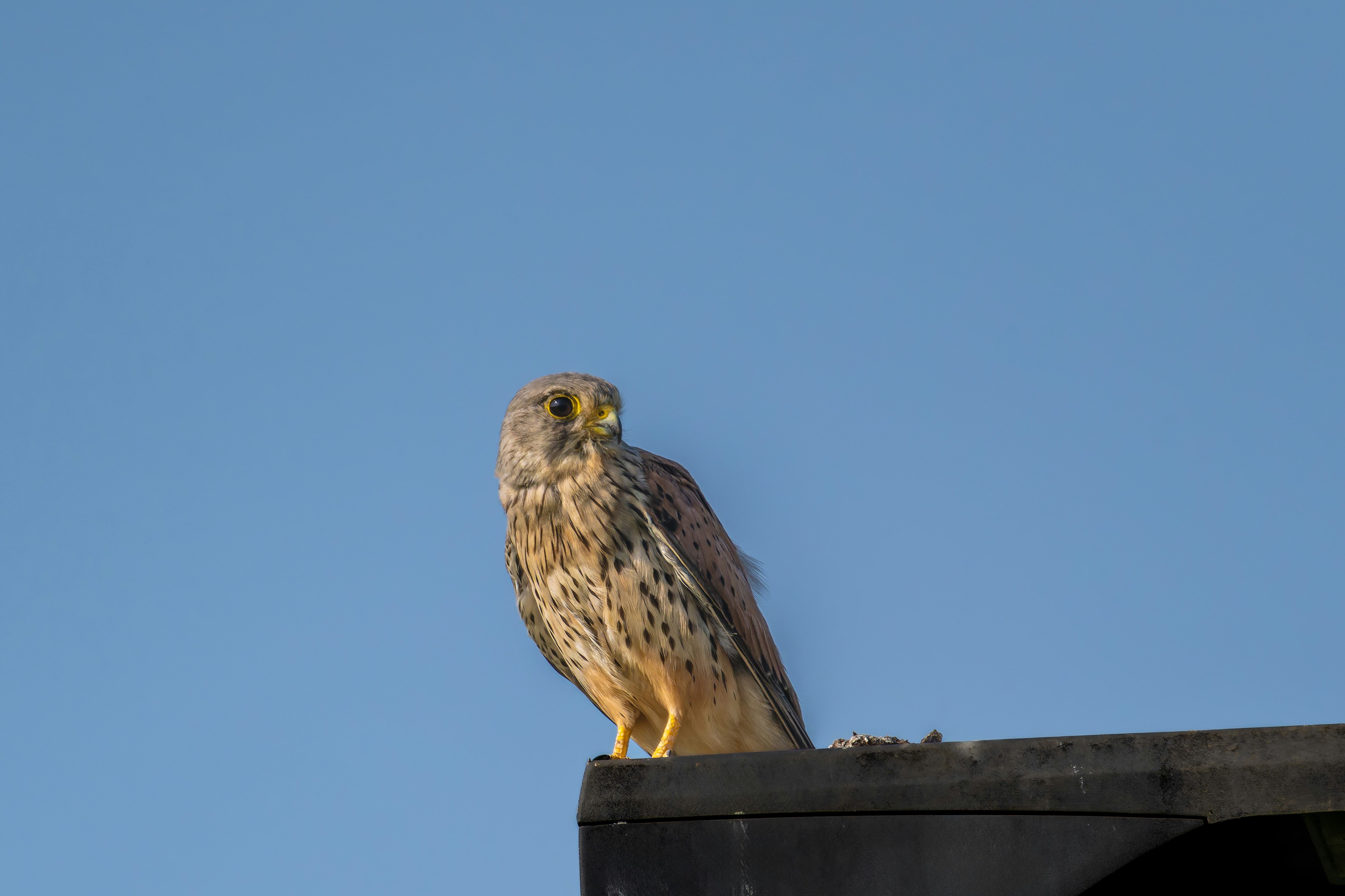 Photo by siegfriedpoepperl