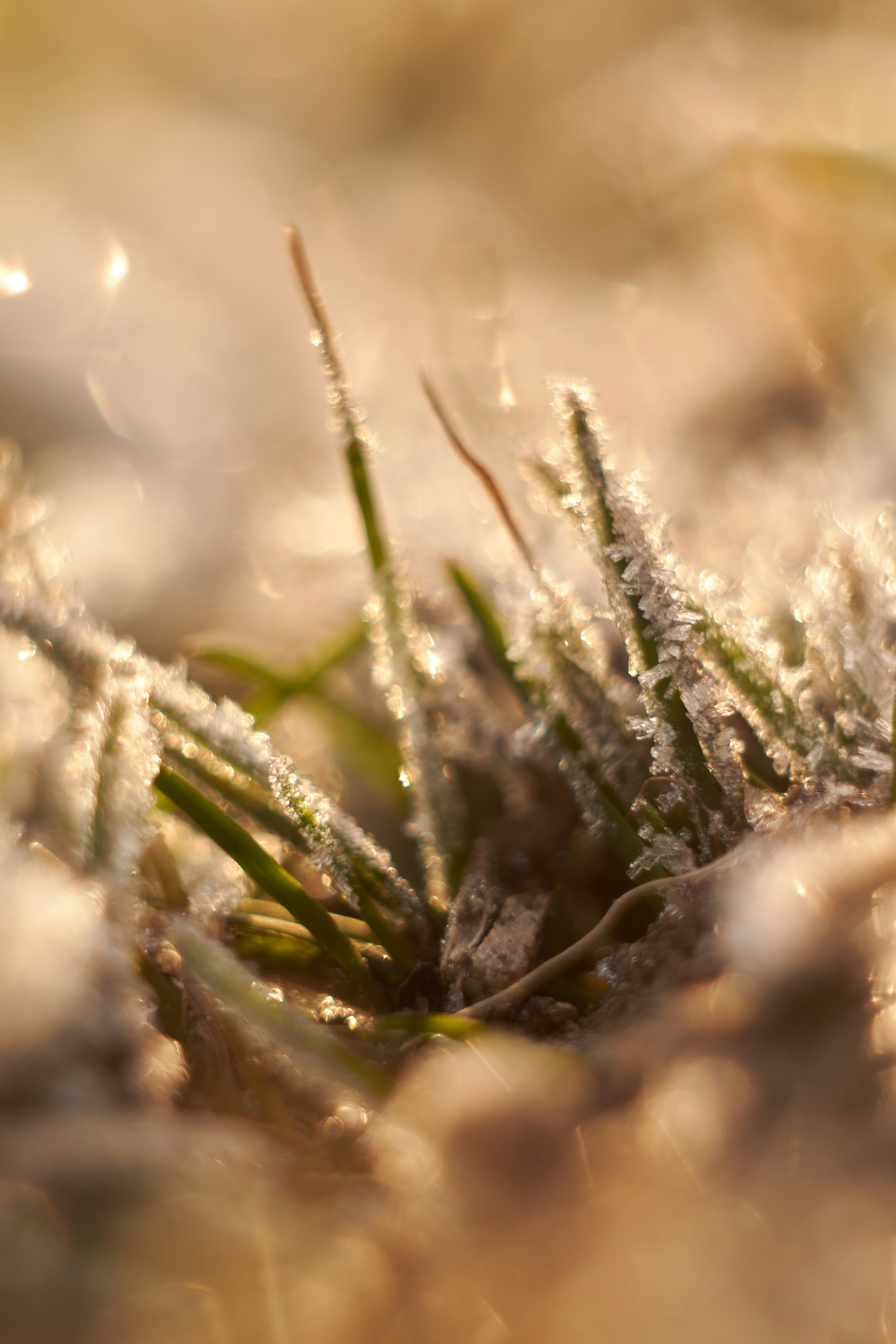 A close up of grass covered in snow