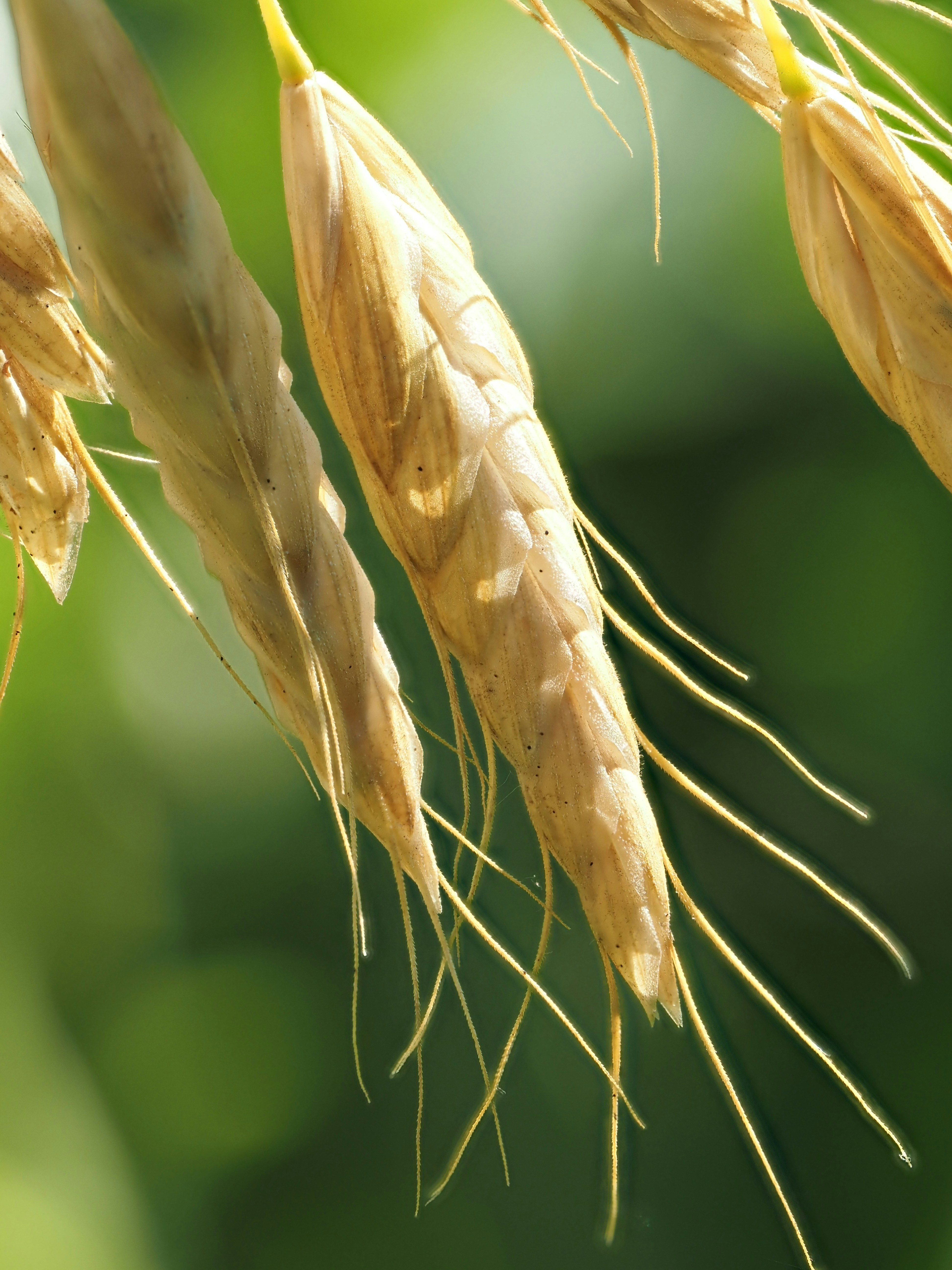 Bromus spikelets in the morning sun