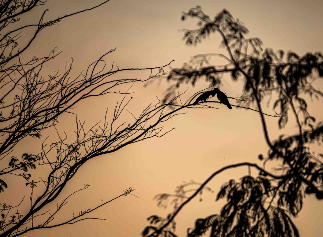 A bird sitting on top of a tree branch,