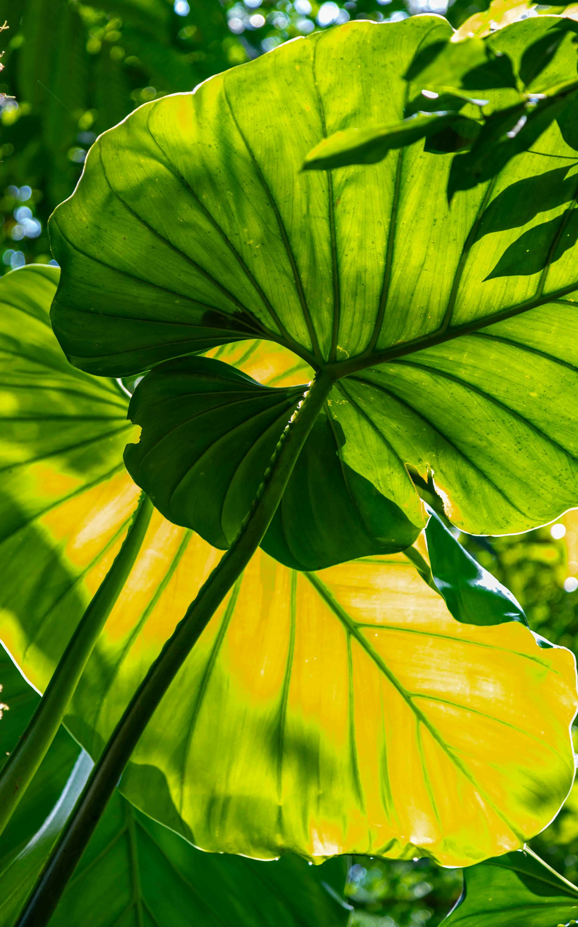 A large green leaf in the middle of a forest