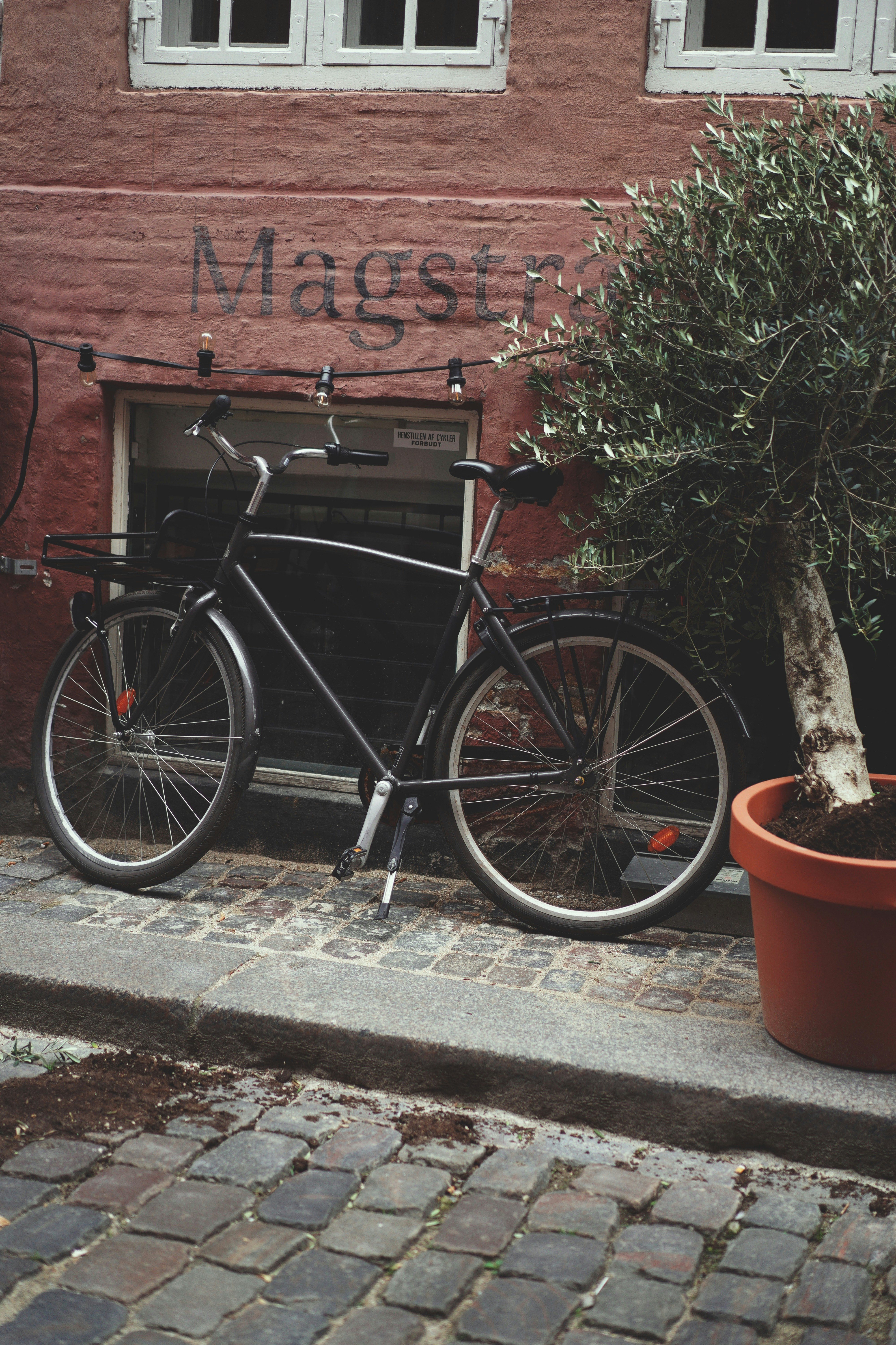 A bicycle parked next to a potted tree