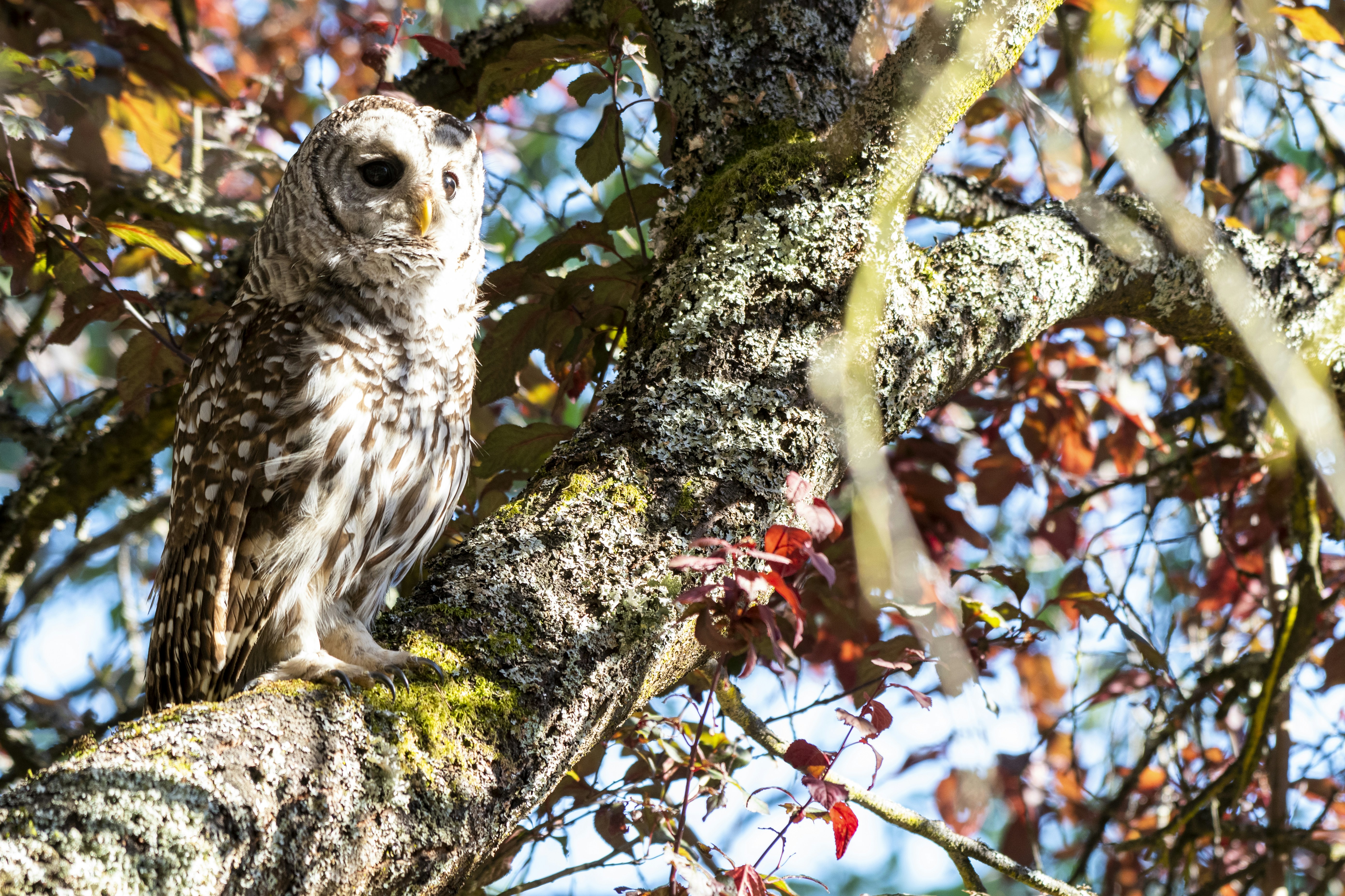 Uma coruja está empoleirada em um galho de árvore