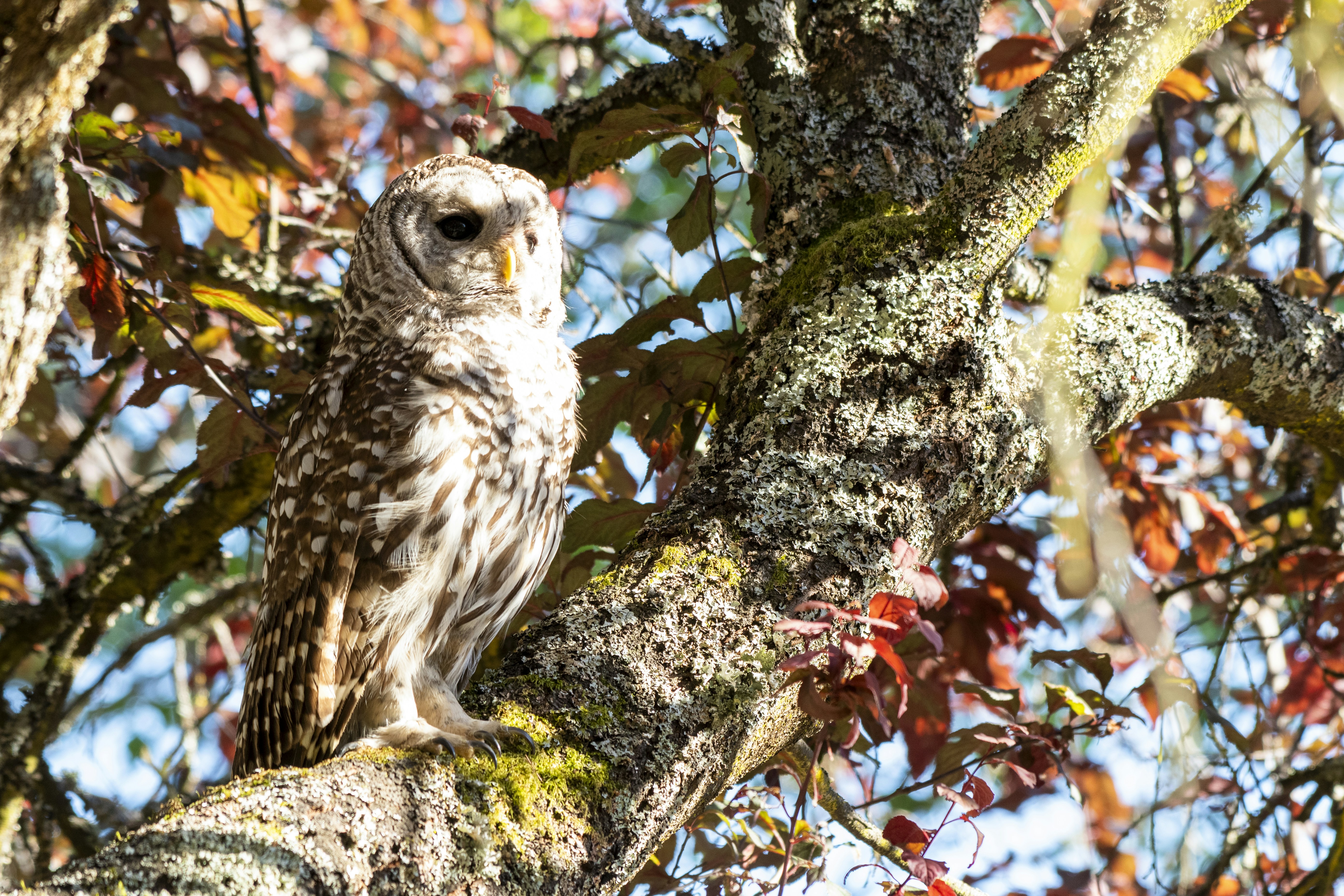 Uma coruja está empoleirada em um galho de árvore