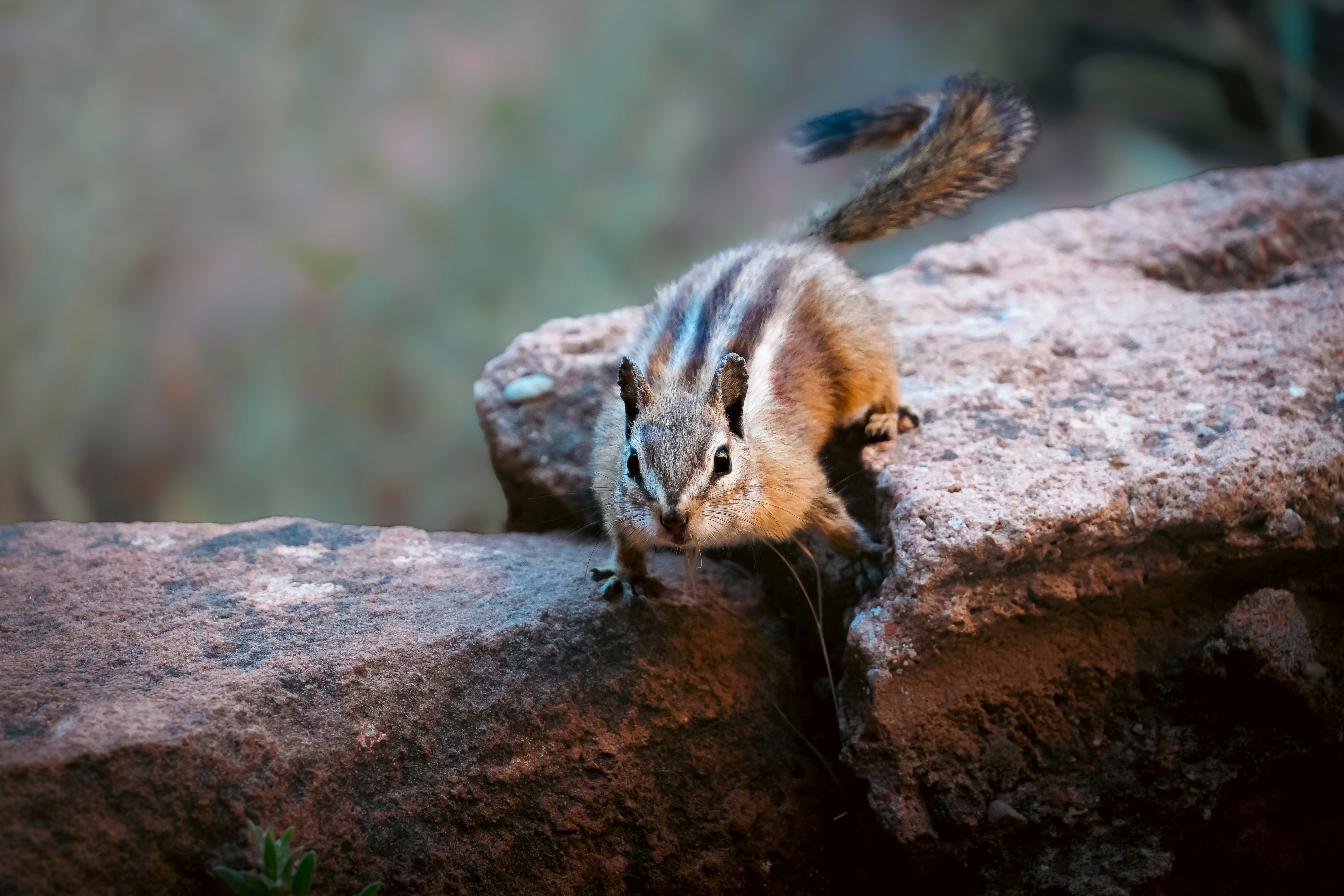 A small cat sitting on top of a rock