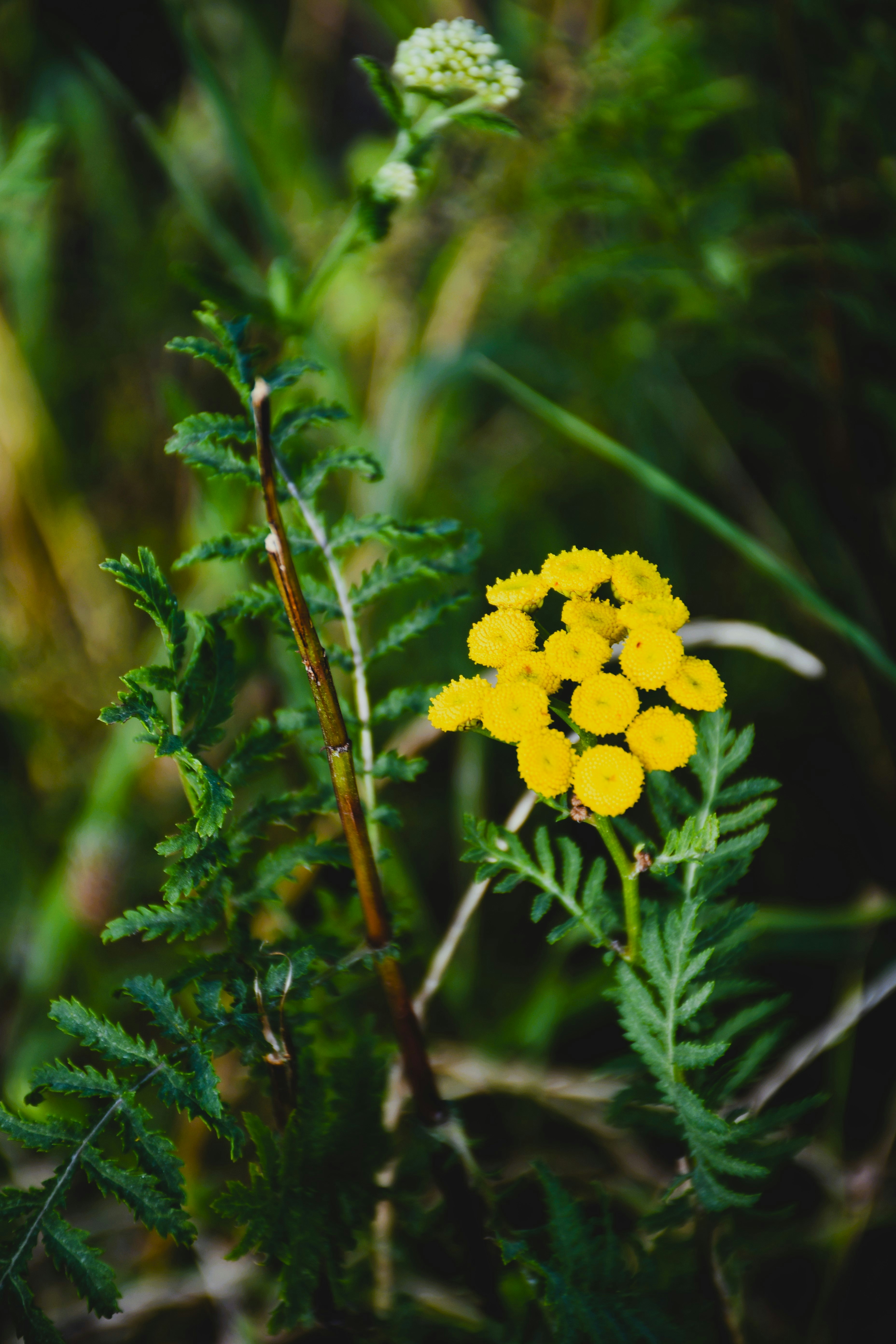 A small yellow flower surrounded by green leaves