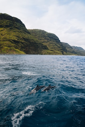 A couple of dolphins swimming in the ocean