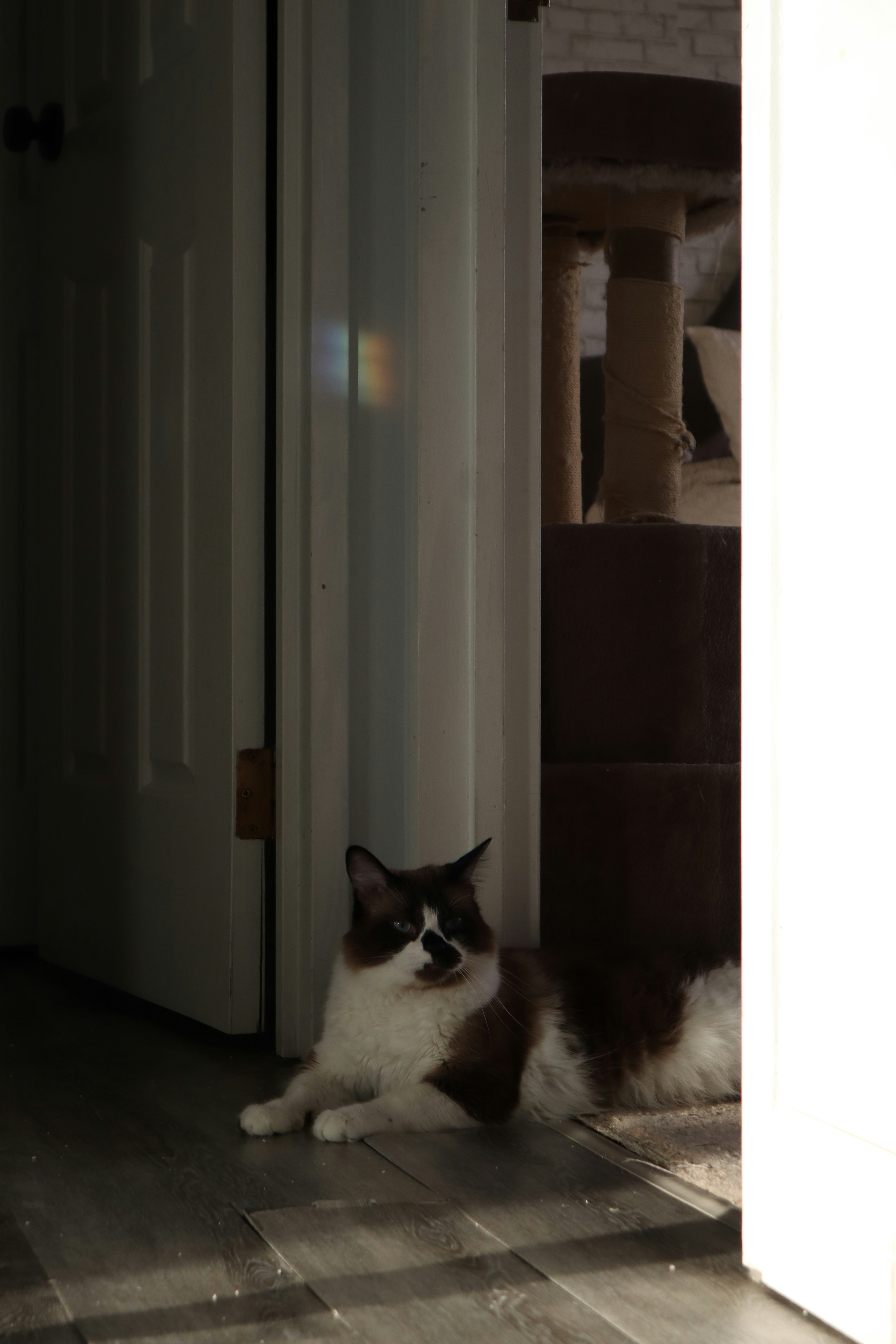 A cat laying on the floor in front of a door