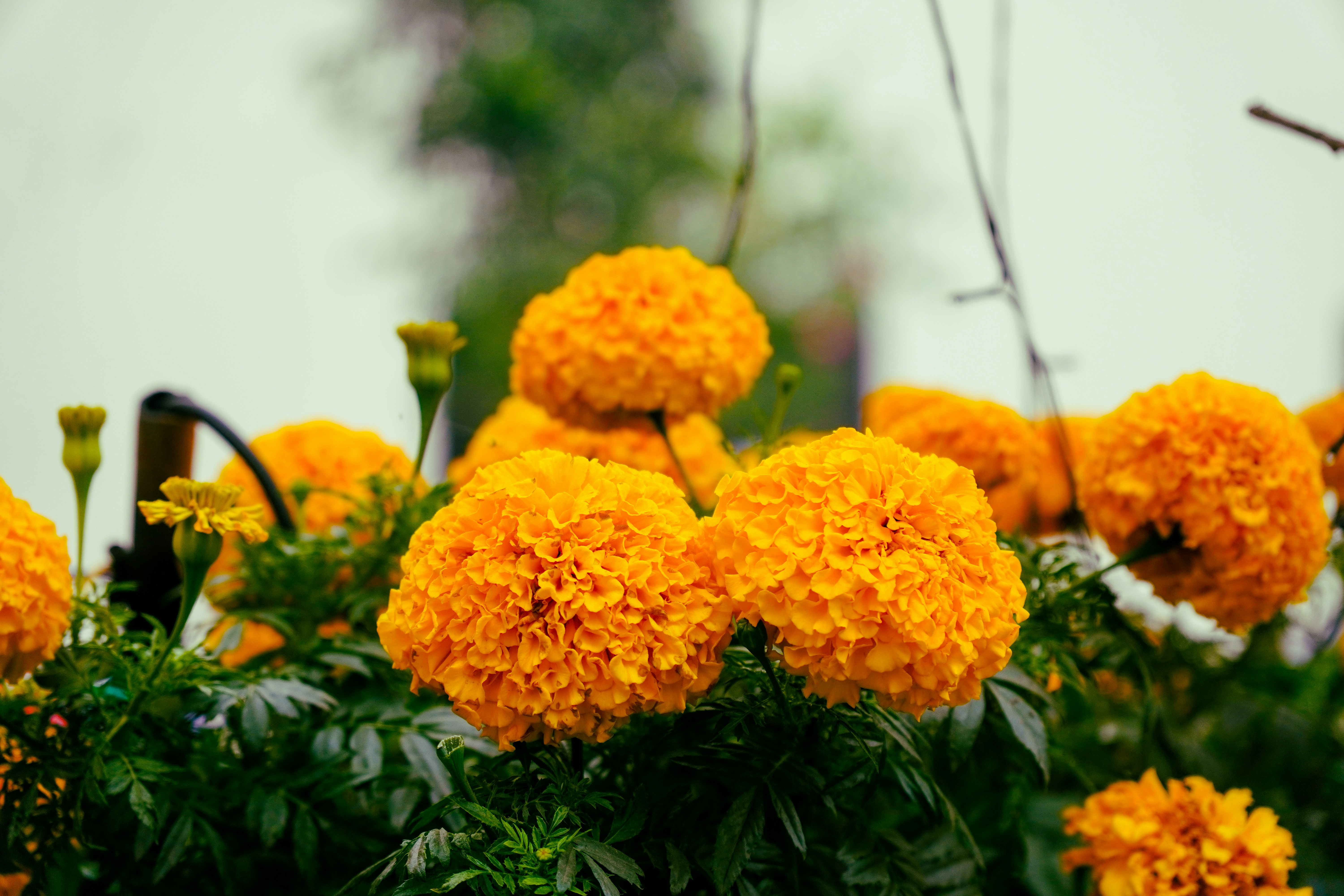 Photo by rajurajkumar28