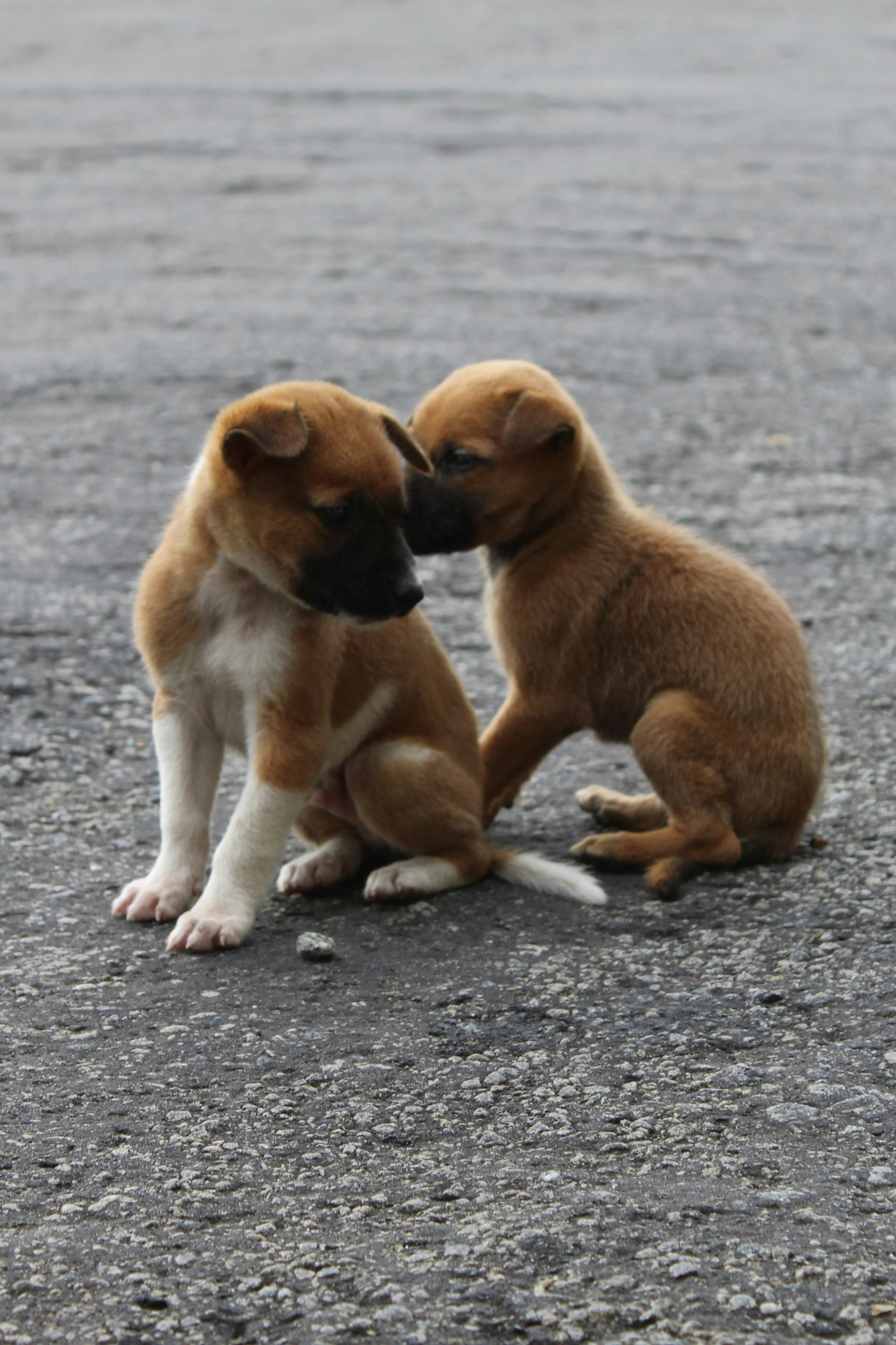 Two puppies playing with each other on the ground