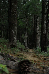 A man riding a bike down a forest trail