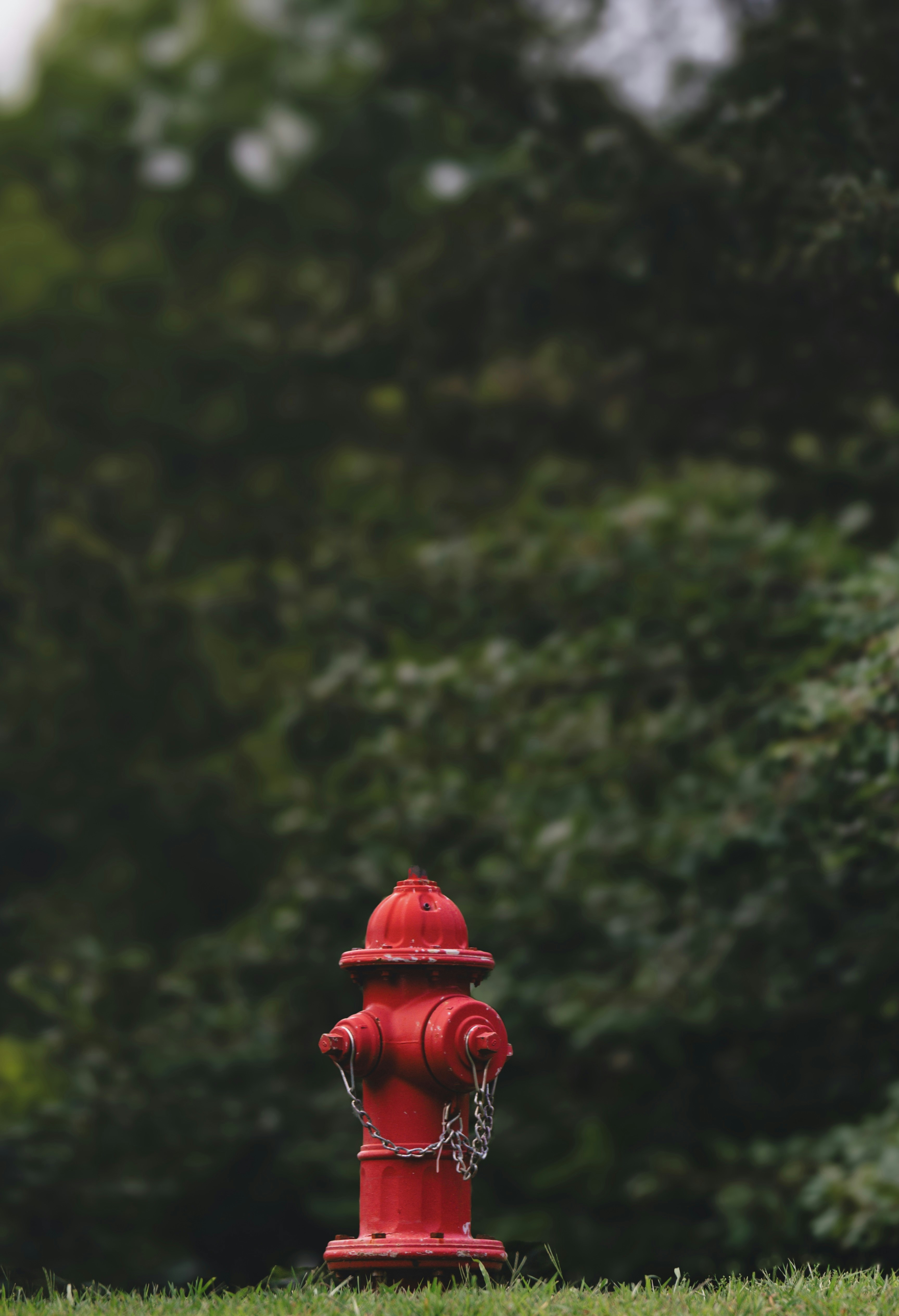 A red fire hydrant sitting on top of a lush green field
