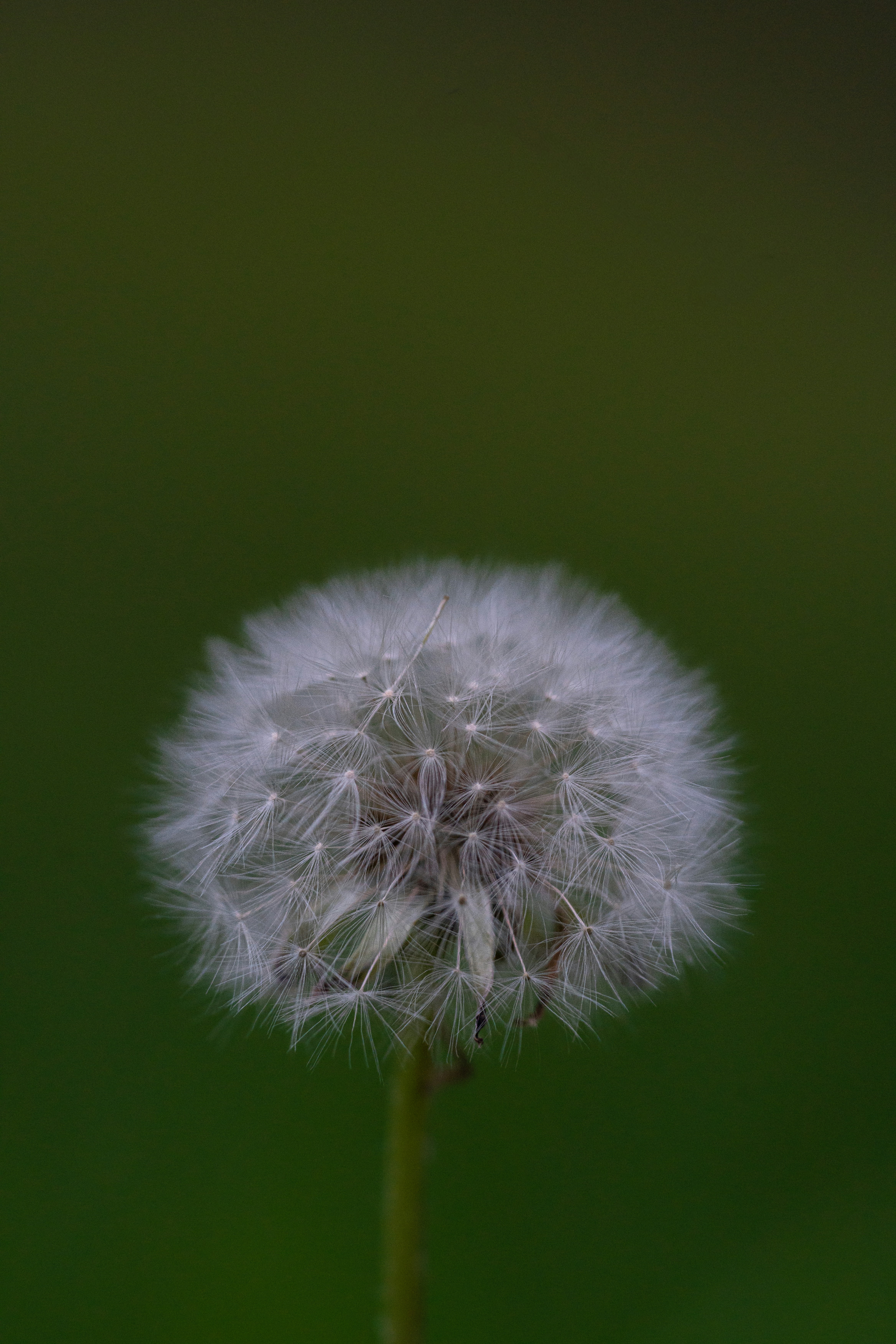 背景がぼやけたタンポポの接写
