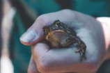 A person holding a small frog in their hand