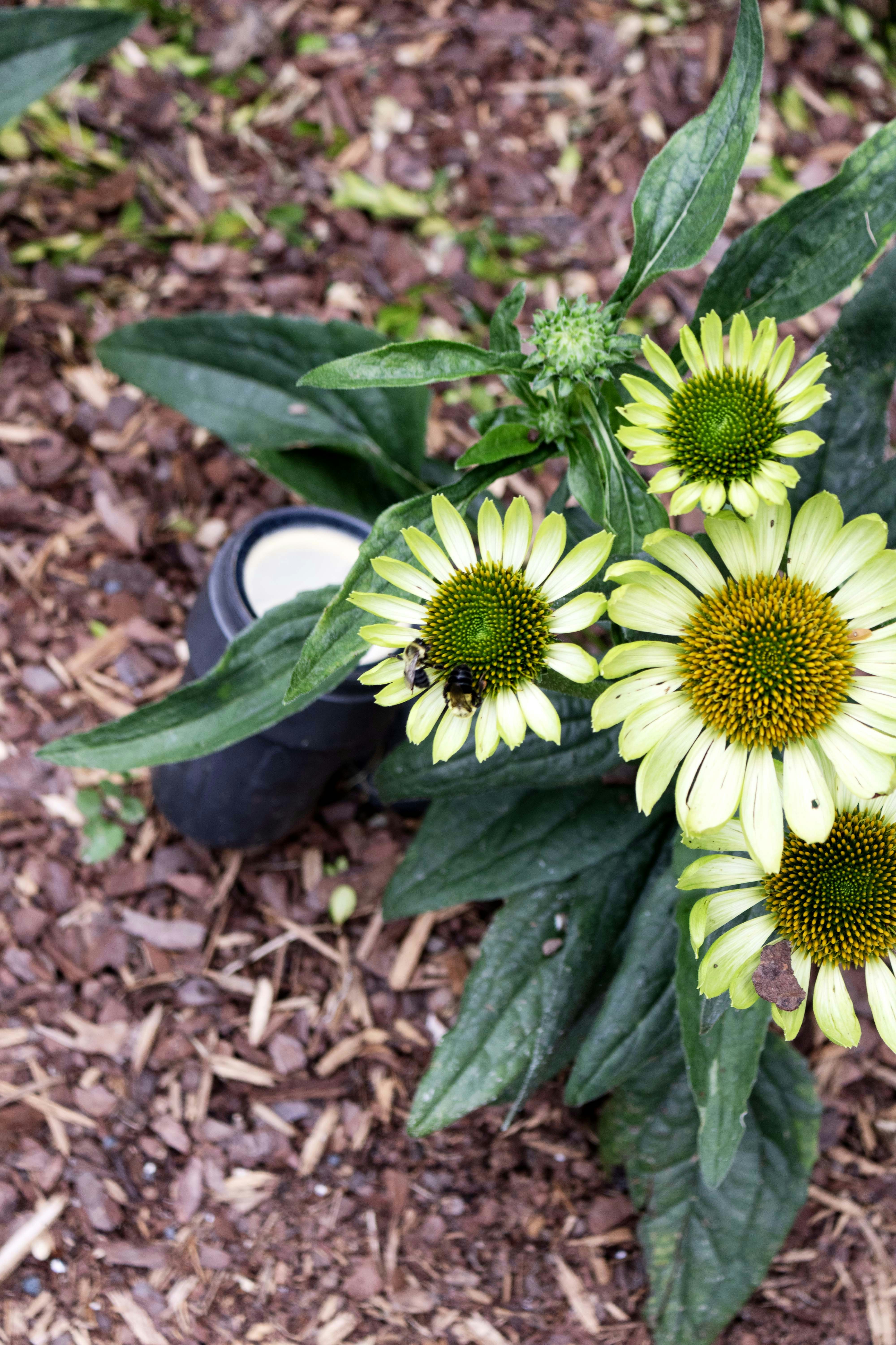 A bouquet of yellow flowers sitting on the ground