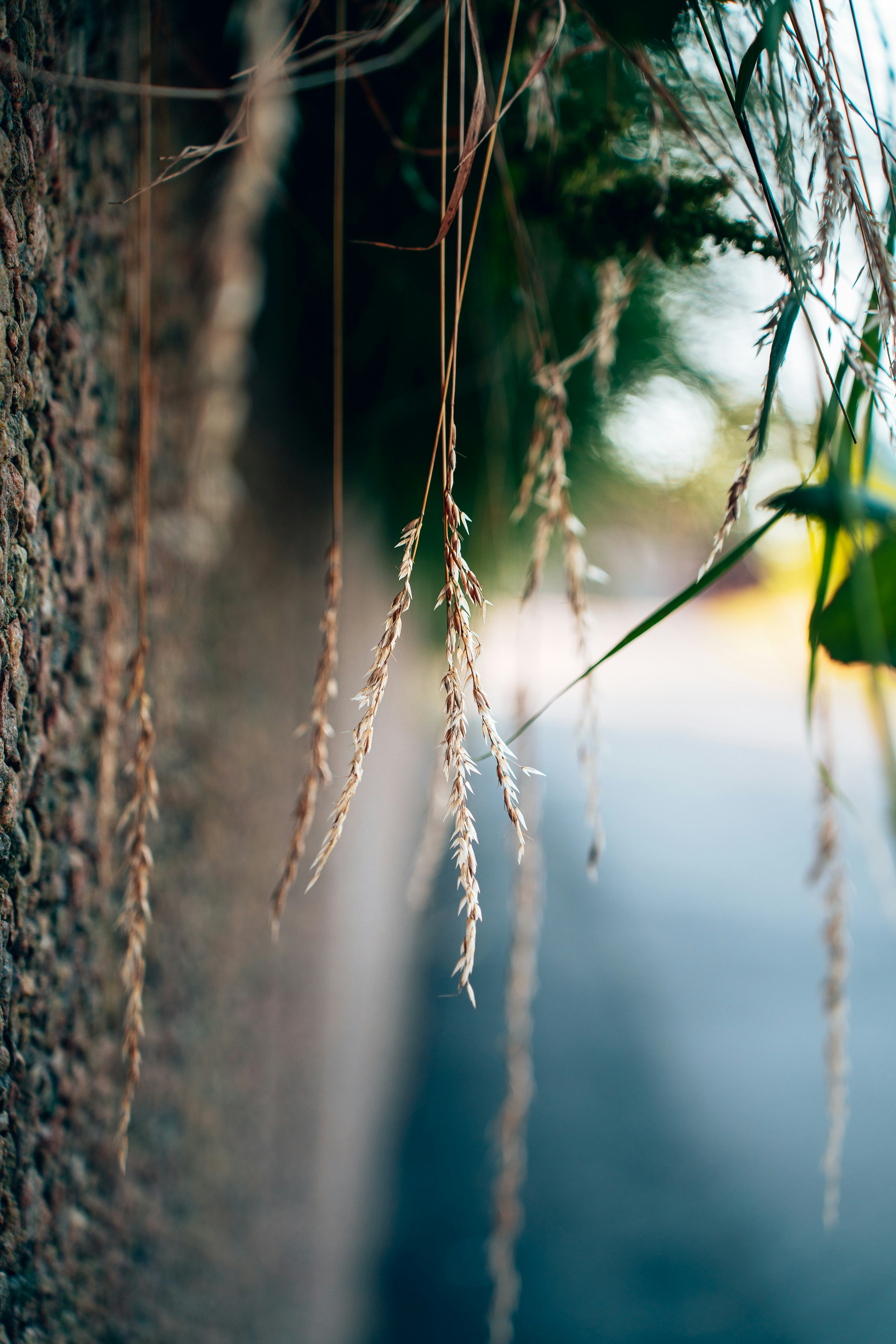 Nahaufnahme eines Astes mit verschwommenem Hintergrund