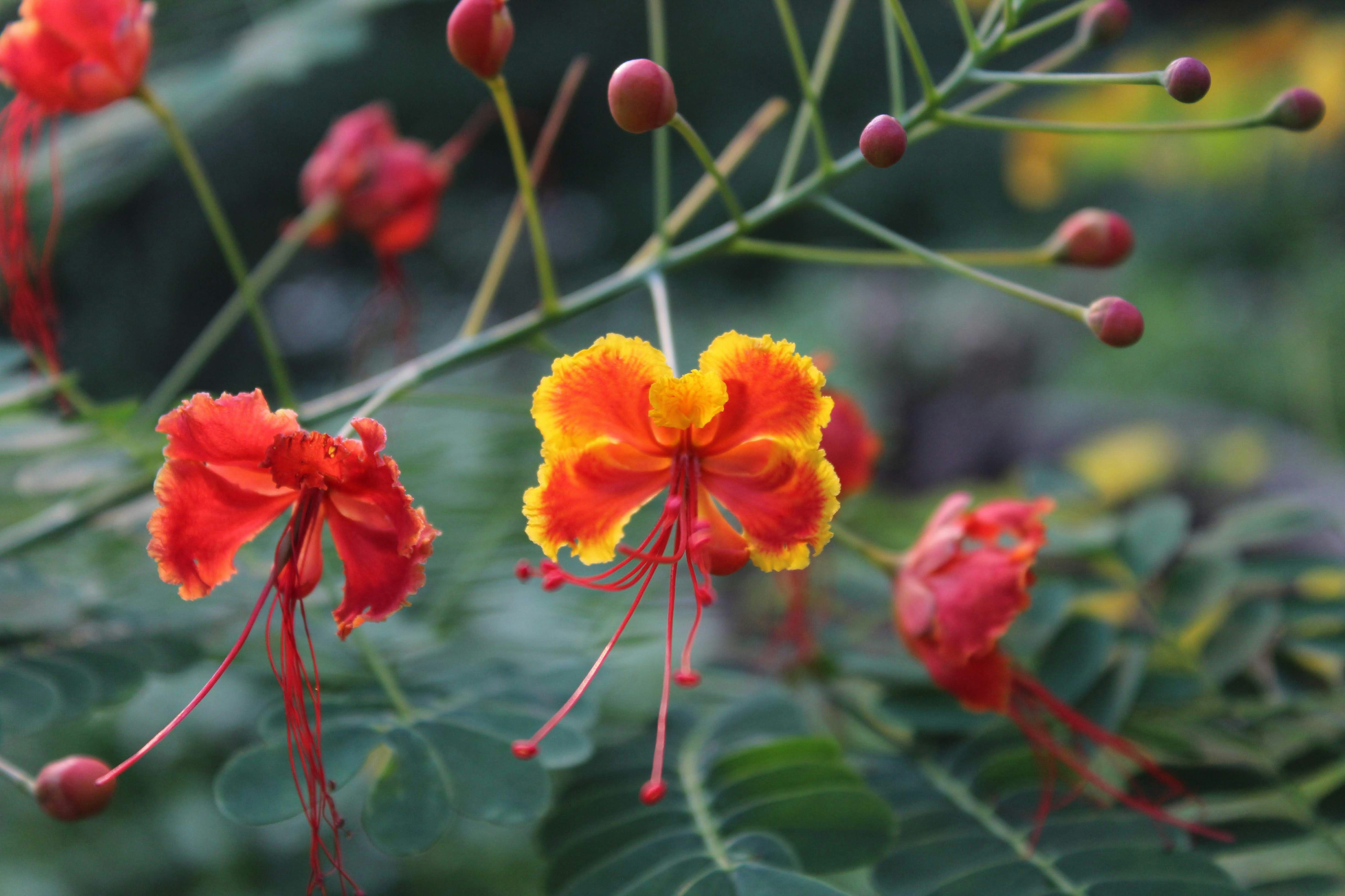 A close up of a bunch of flowers on a plant
