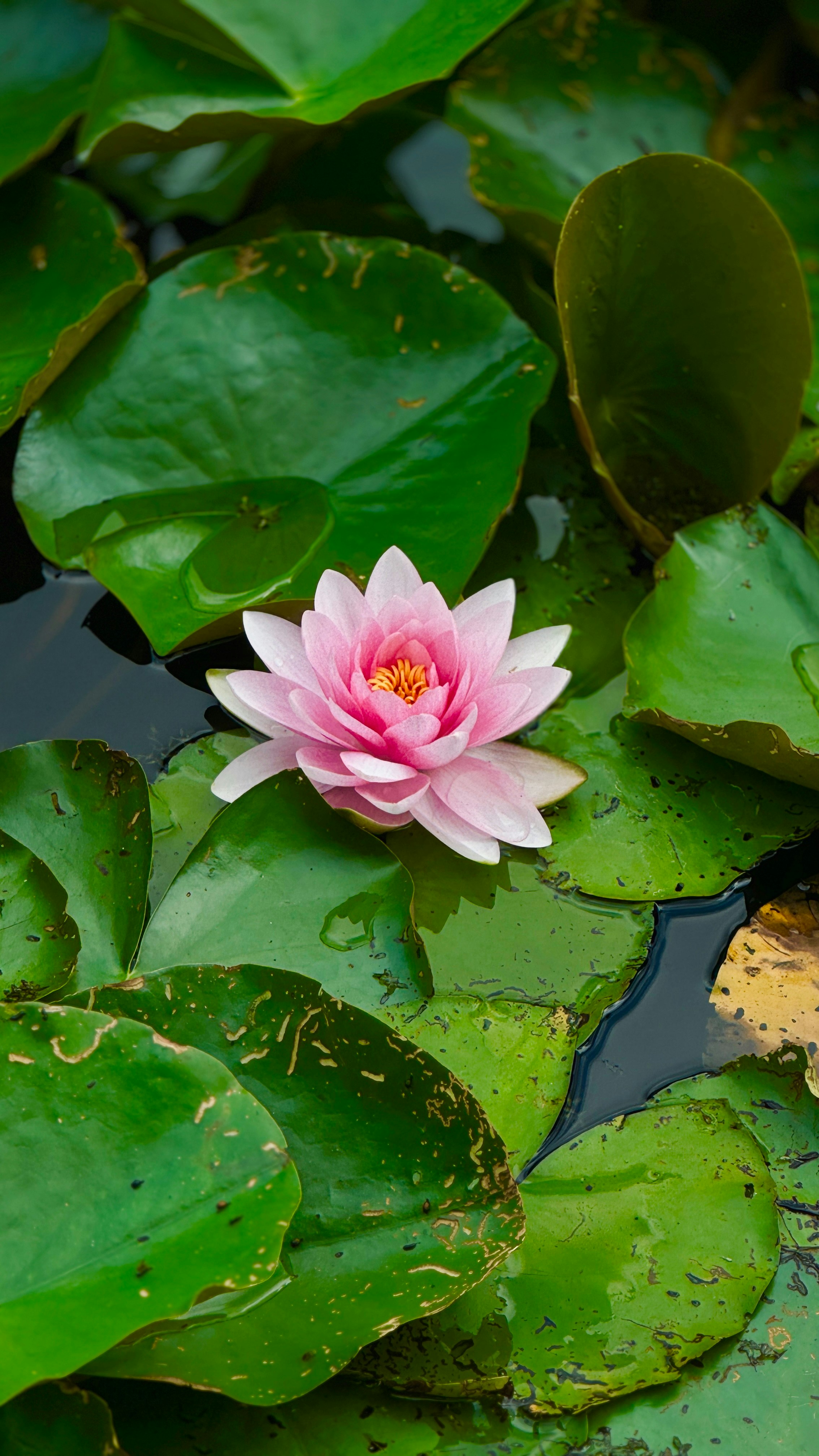 Une fleur rose posée sur des feuilles vertes