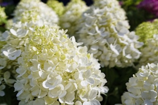 A bunch of white flowers in a garden