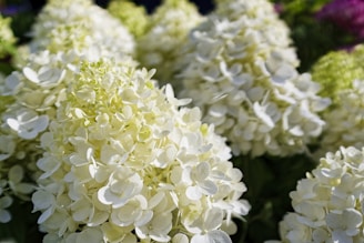 A bunch of white flowers in a garden