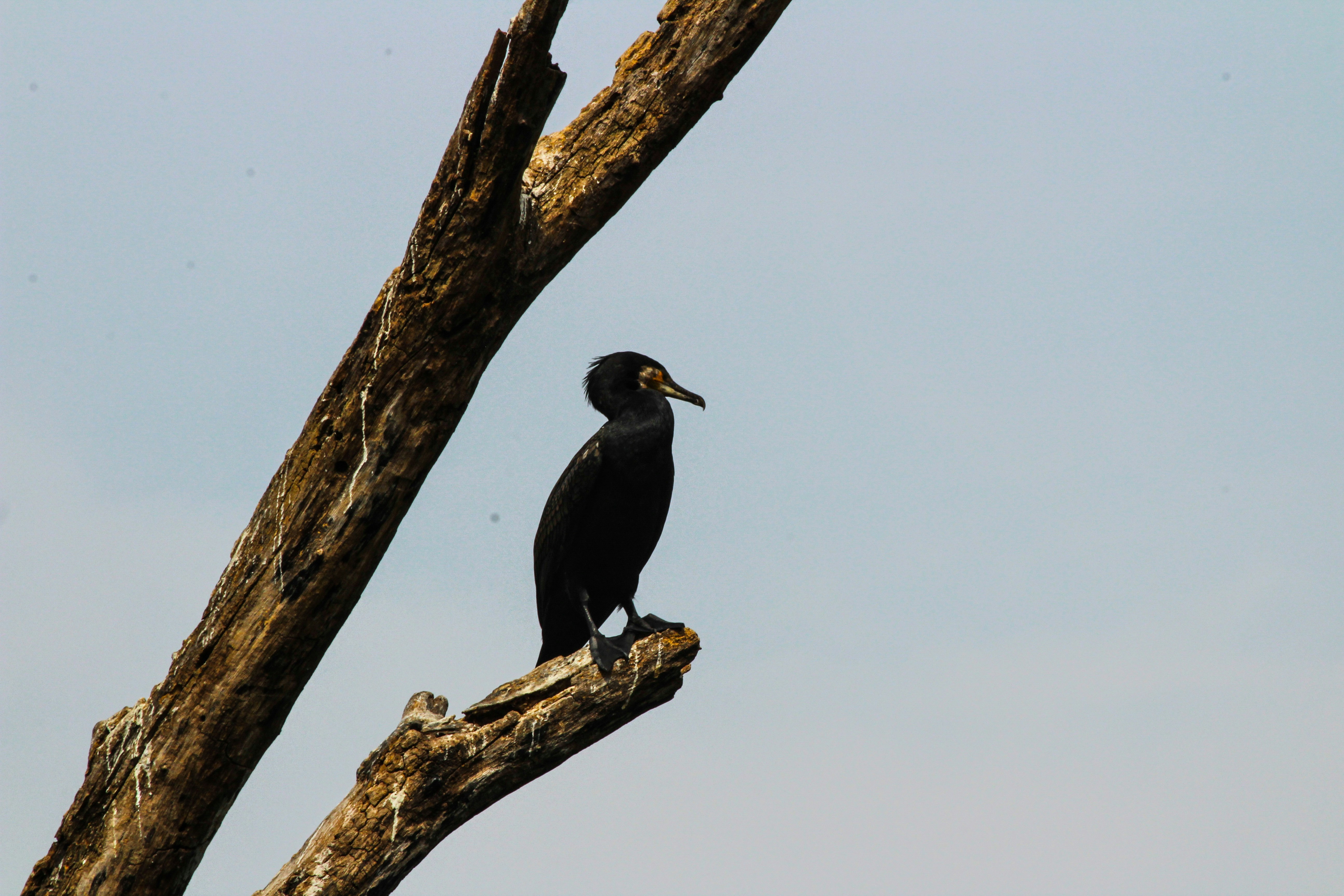 Photo by aditya_sethia_97