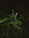 A green plant with leaves in the dark