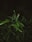 A green plant with leaves in the dark