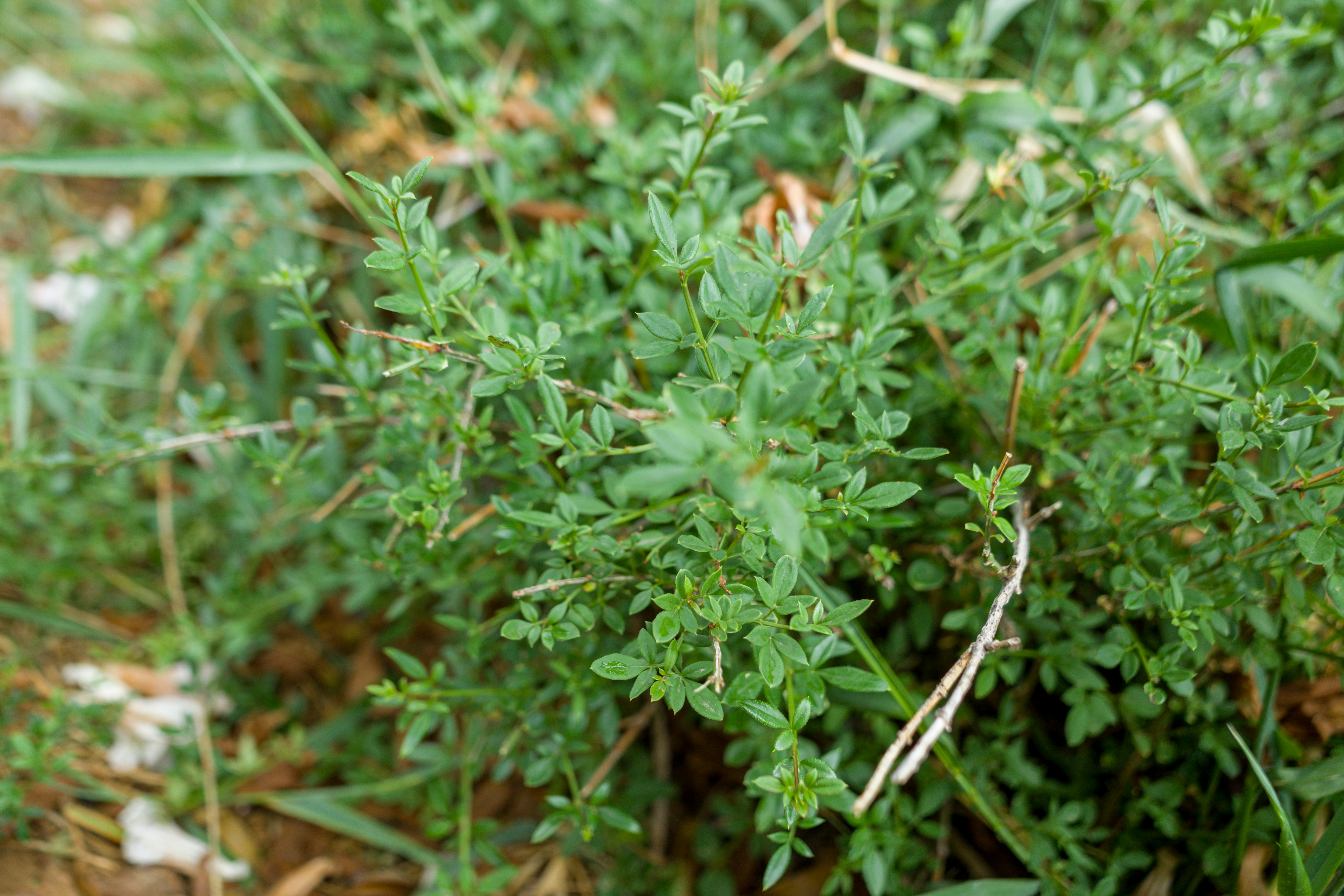 草むらの緑の植物のクローズアップ